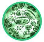 Lactobacillus_rhamnosus_145x140px