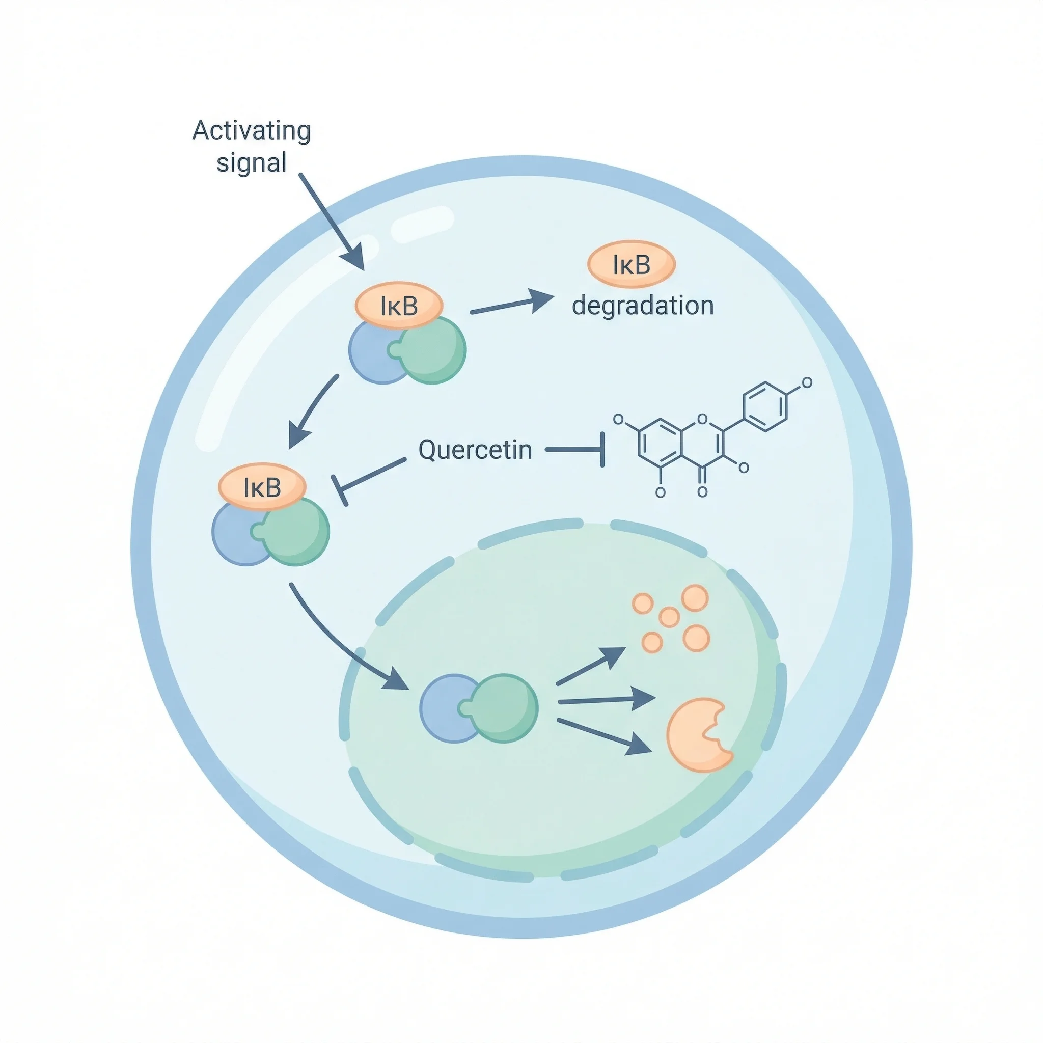Infographic showing NF-kB inflammatory pathway and the specific points where quercetin intervenes