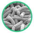 Lactobacillus_bulgaricus_145x140px