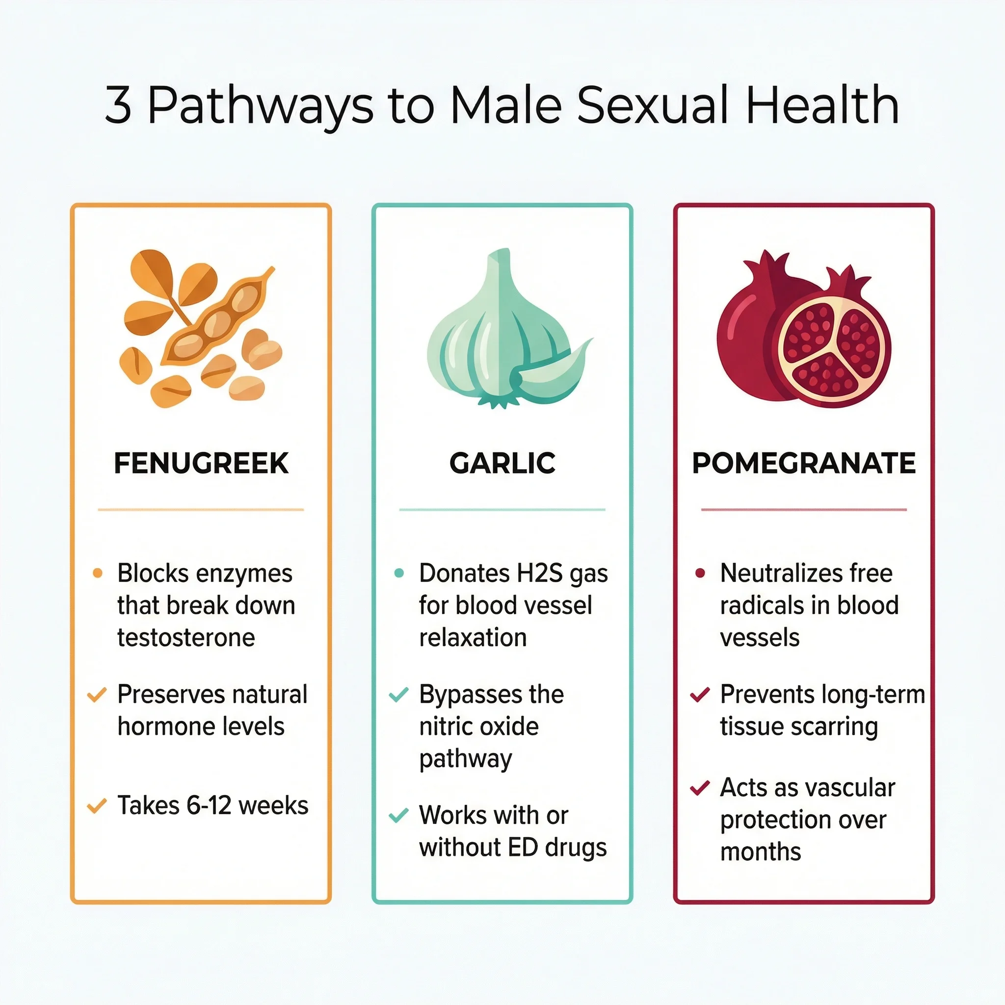 Infographic comparing how fenugreek, garlic, and pomegranate support male sexual health through different biological pathways