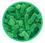 Lactobacillus_plantarum_145x140px