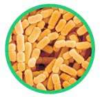 Lactobacillus_paracasei_145x140px