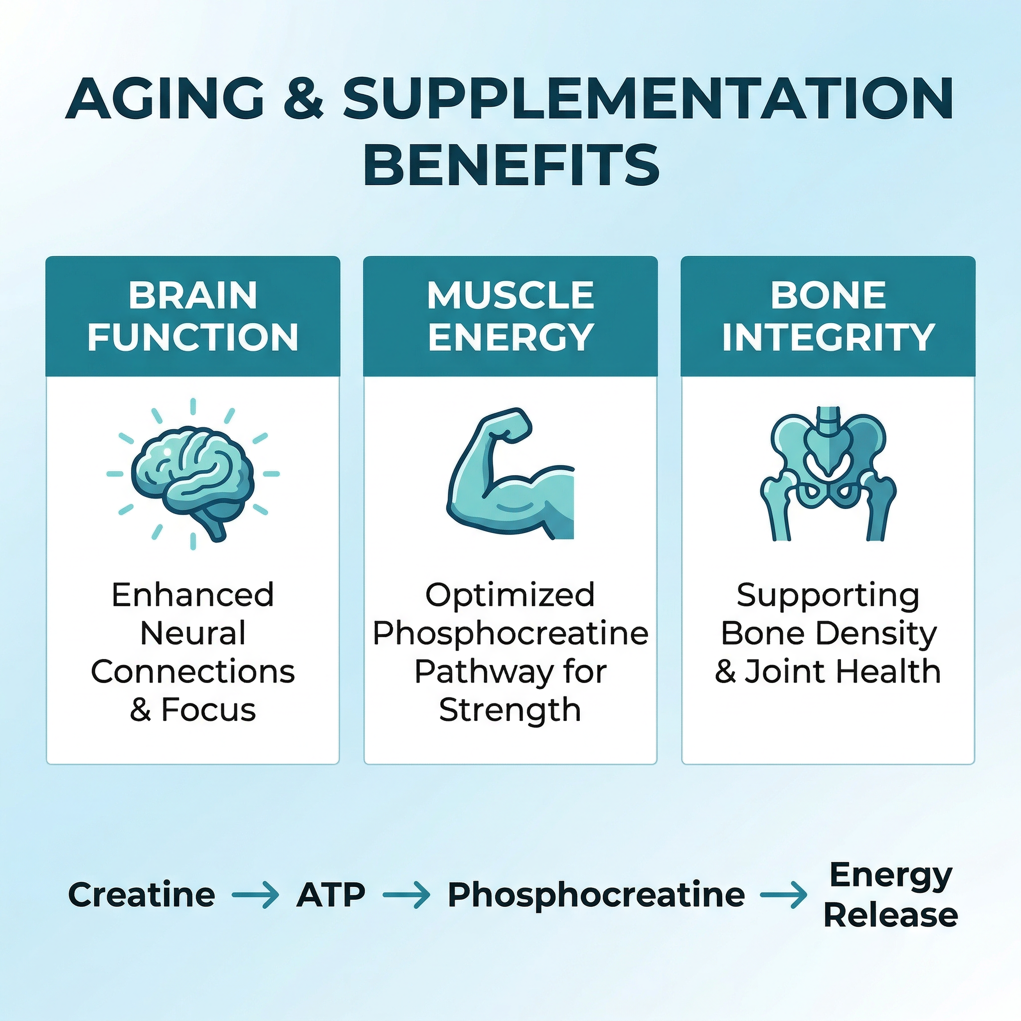 Infographic comparing creatine effects across brain cognition, muscle mass, and bone density in adults over 60