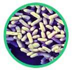 Bifidobacterium_infantis_145x140px