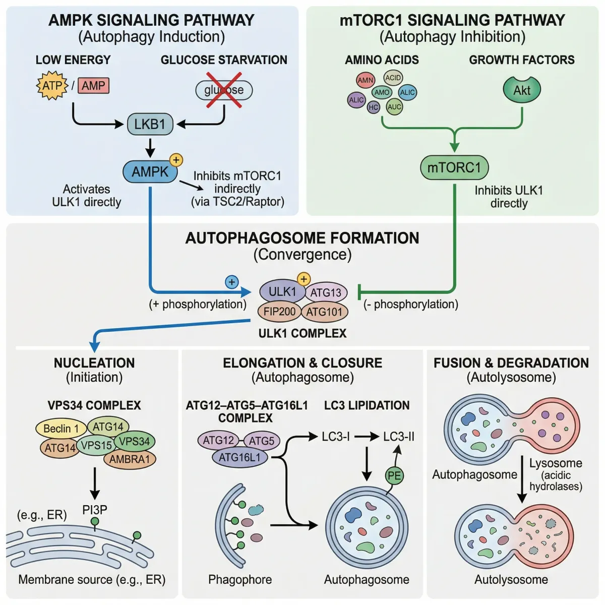 Diagram showing AMPK and mTOR signaling pathways converging on autophagosome formation