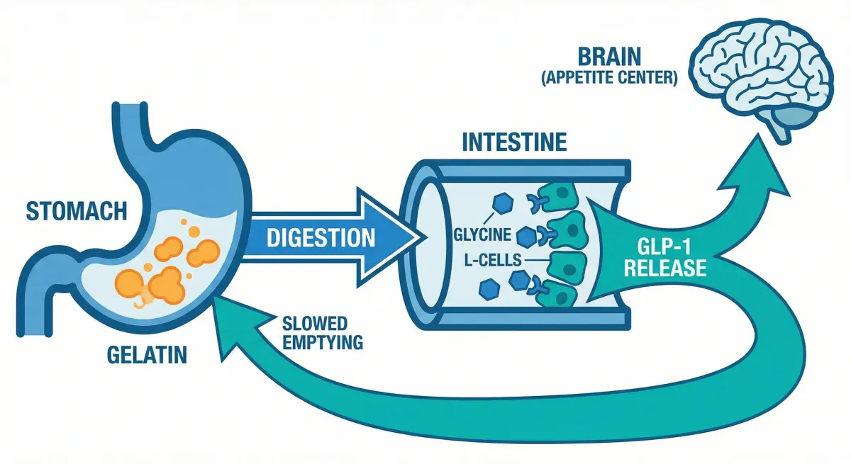 Diagram showing how glycine from gelatin activates GLP-1 release from intestinal L-cells through receptor binding
