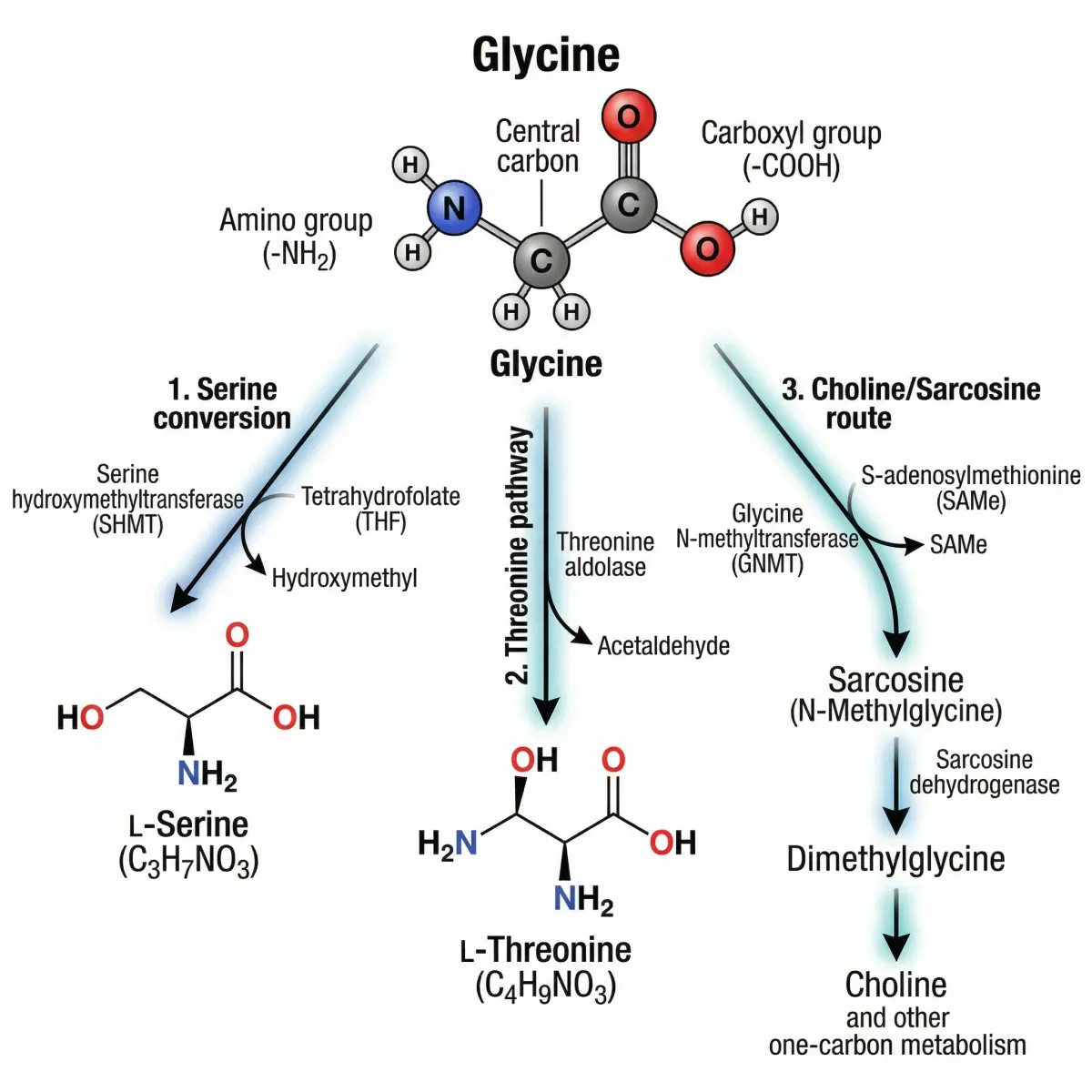 Detailed illustration showing glycine's molecular structure and its three synthesis pathways in the human body