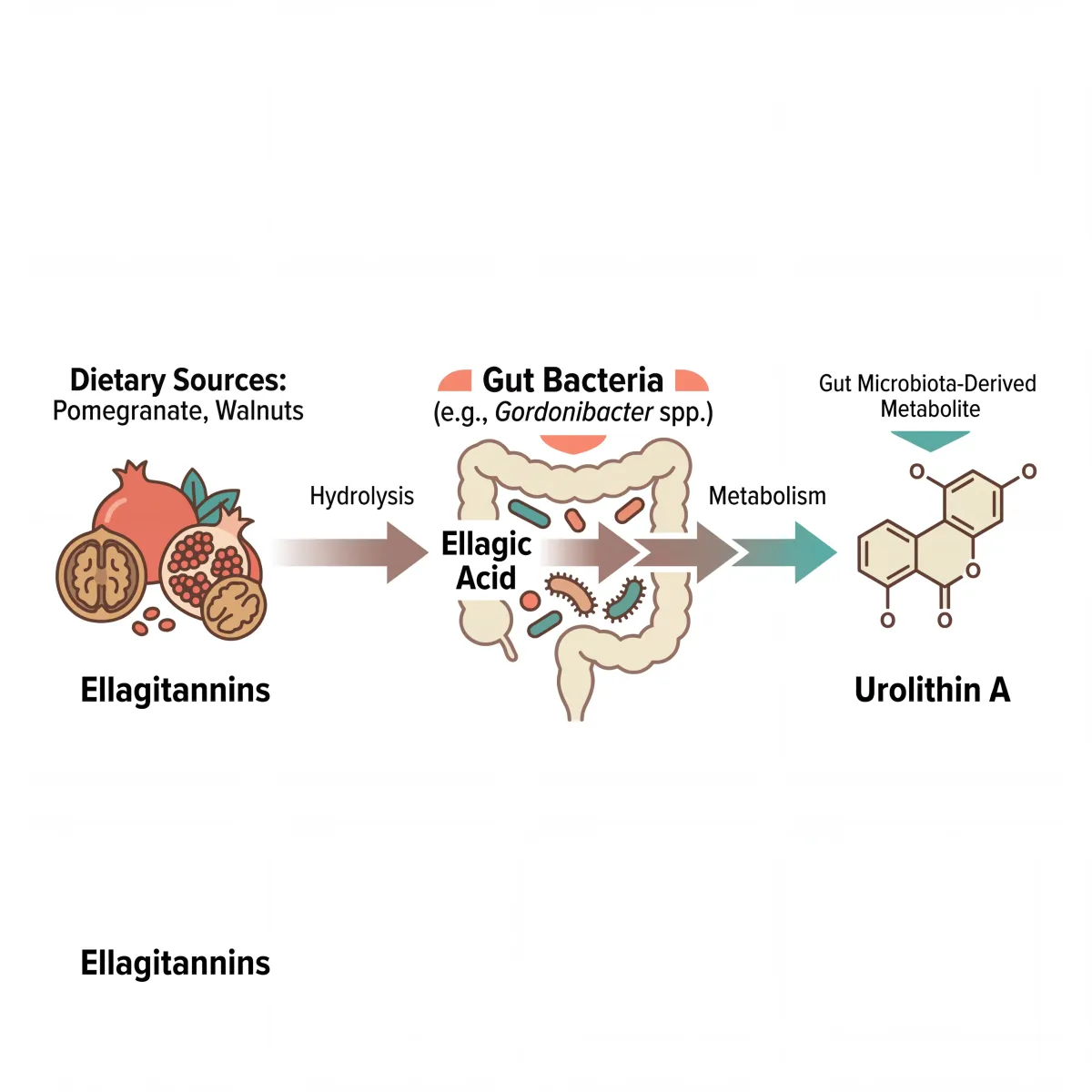 Infographic showing the metabolic conversion pathway from dietary ellagitannins through gut bacteria to urolithin A production