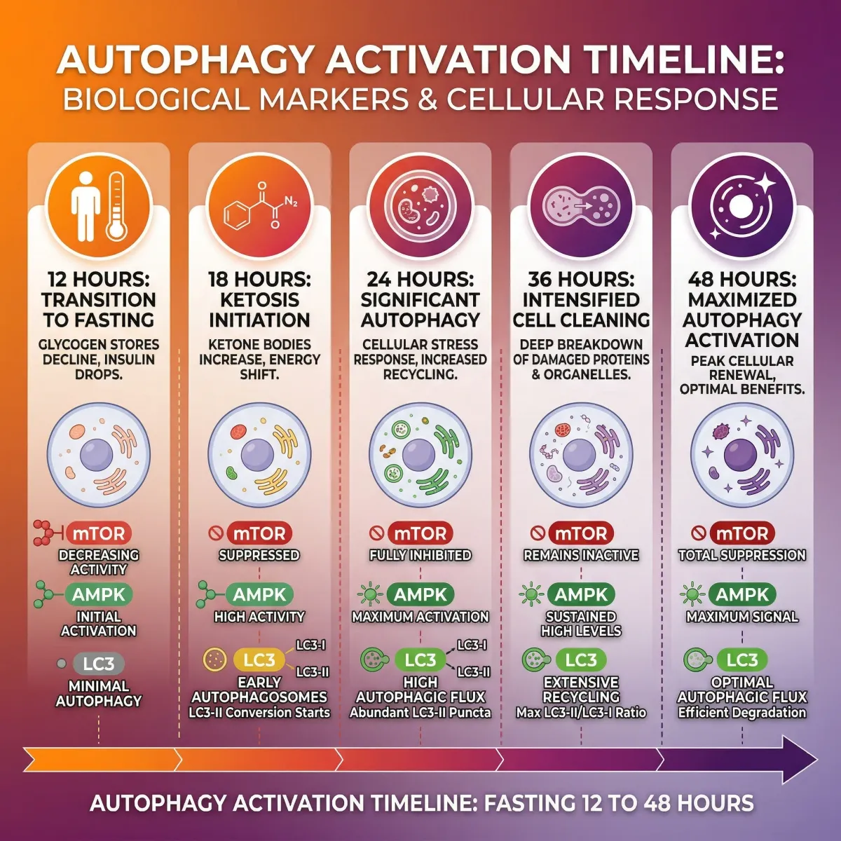Visual timeline showing autophagy activation at different fasting durations from 12 to 48 hours