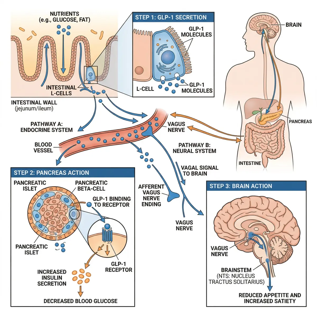 Diagram showing GLP-1 pathway from intestinal L-cells through blood and vagus nerve to pancreas and brain