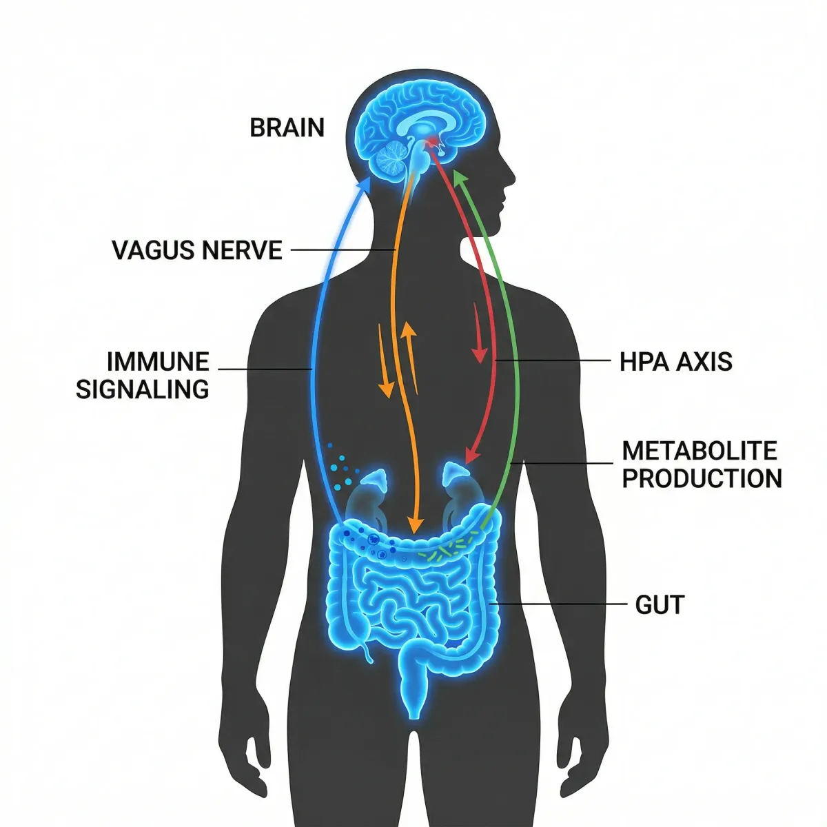 Infographic showing four communication pathways between gut bacteria and the brain: vagus nerve, immune signaling, HPA axis, and metabolite production