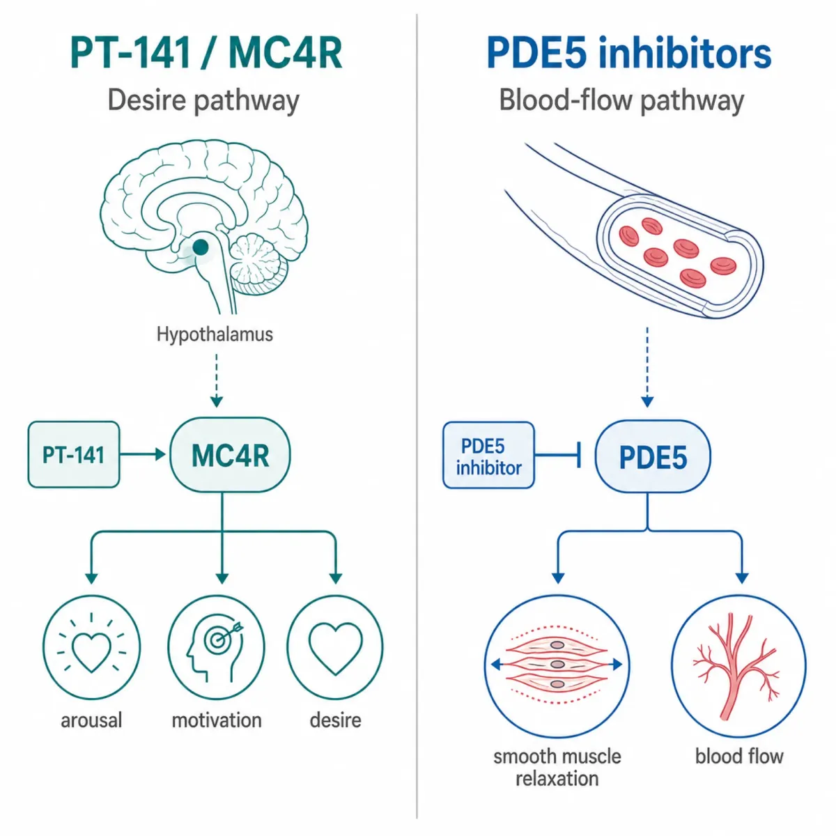 Side-by-side mechanism diagram showing Sildenafil acts peripherally via PDE5 inhibition on genital blood flow, while bremelanotide acts centrally via MC4R activation in the hypothalamus to trigger dopamine release