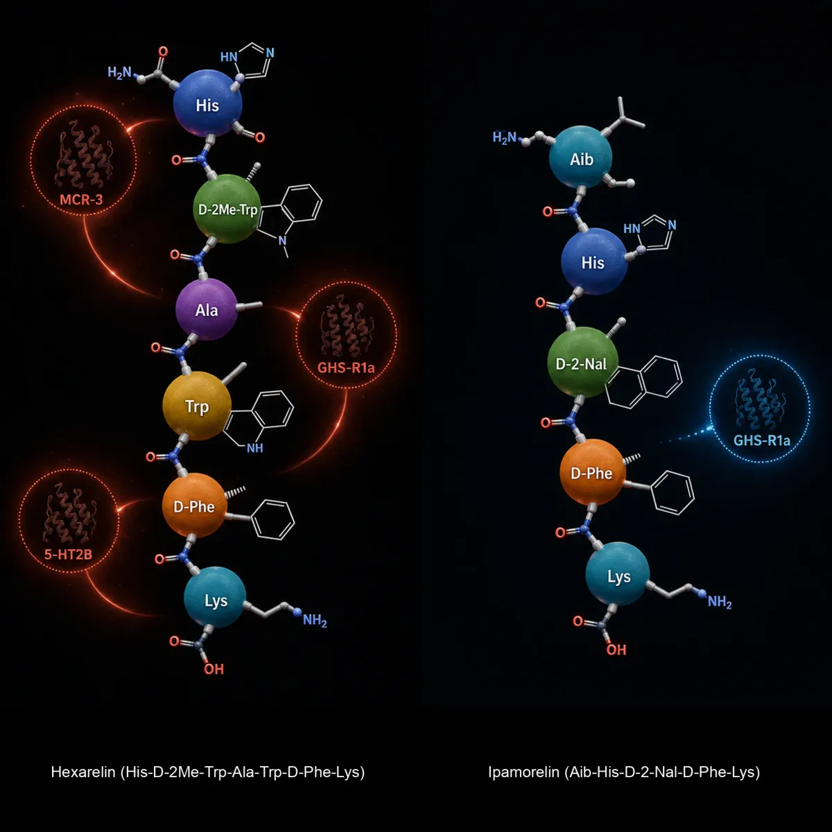 Side-by-side amino acid chain comparison of the six-residue Hexarelin and five-residue Ipamorelin peptides, with Hexarelin showing additional off-target receptor highlighting