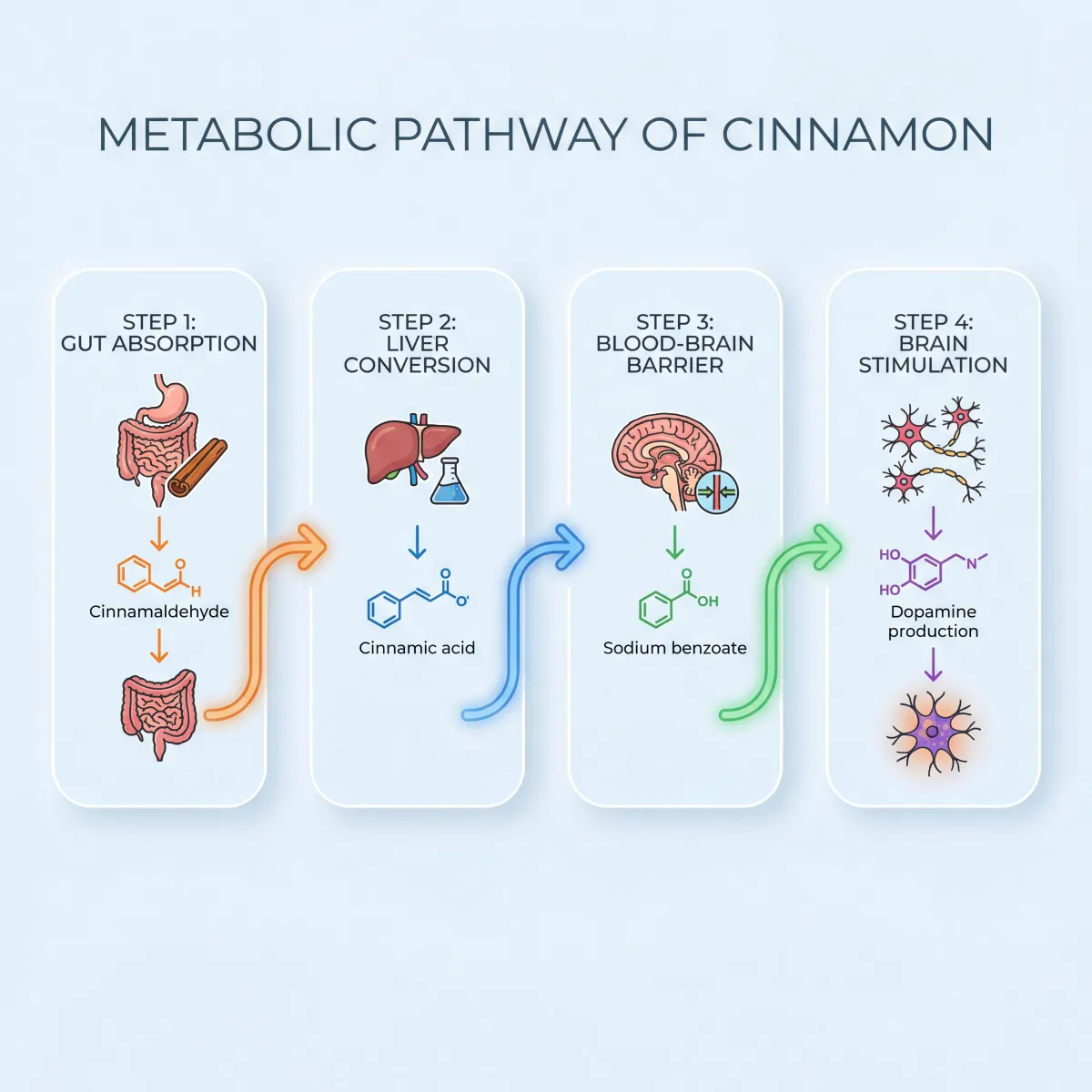 Infographic showing the metabolic pathway from cinnamaldehyde through cinnamic acid to sodium benzoate in the liver and its transport to the brain