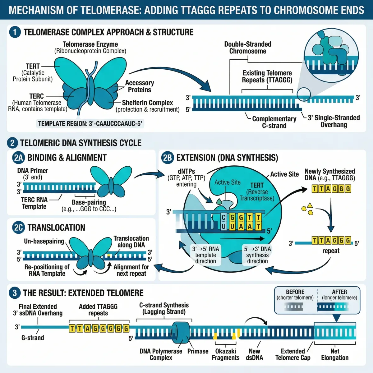 Infographic illustrating how telomerase enzyme adds DNA repeats to chromosome ends