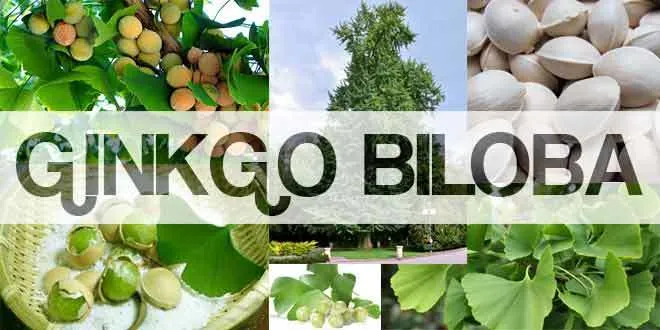 Ginkgo Biloba Benefits, Uses and Side Effects 2016 Guide