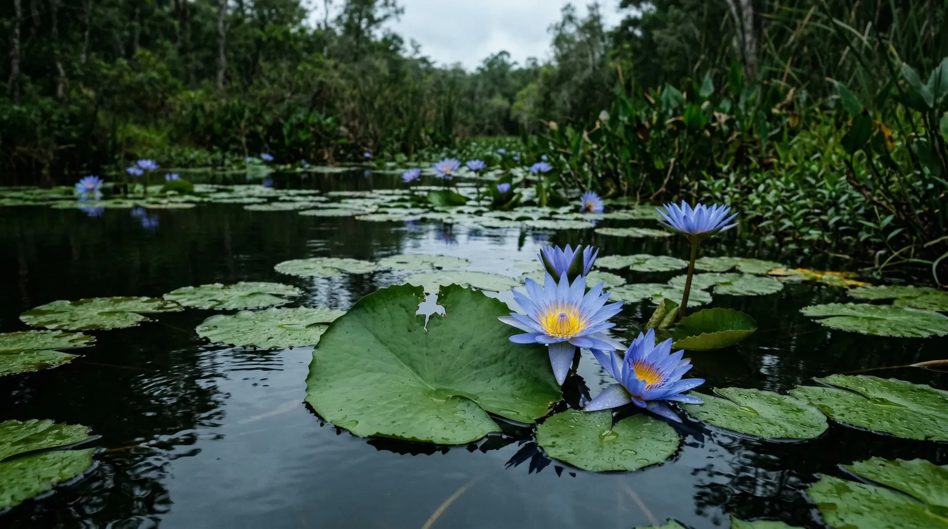 Blue Lotus Flower: Effects, Benefits, and Legality Guide