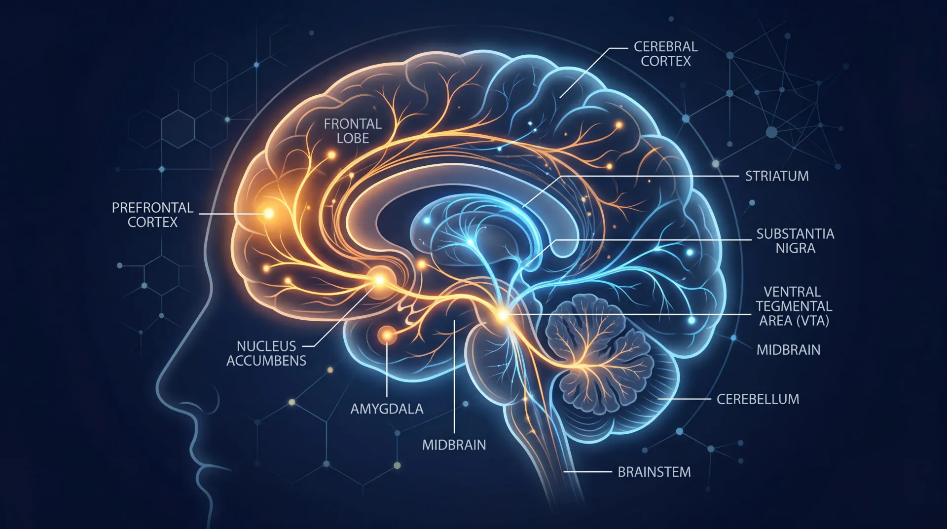 Dopamine Detox: What the Neuroscience Actually Says About Resetting Your Brain