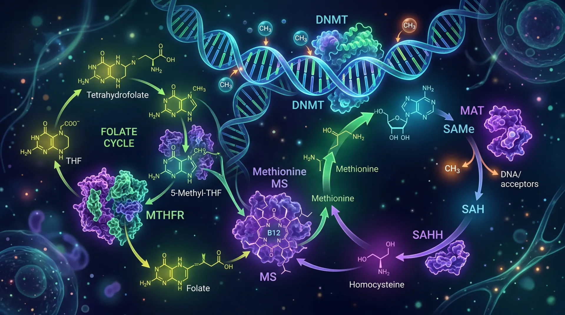 MTHFR Gene Mutation: What It Means for Your Health and Methylation