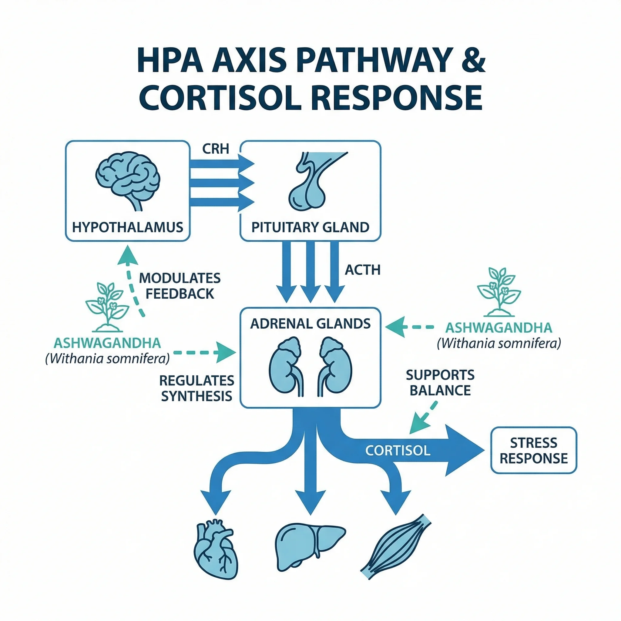 Illustration of cortisol molecule structure with clinical research data points
