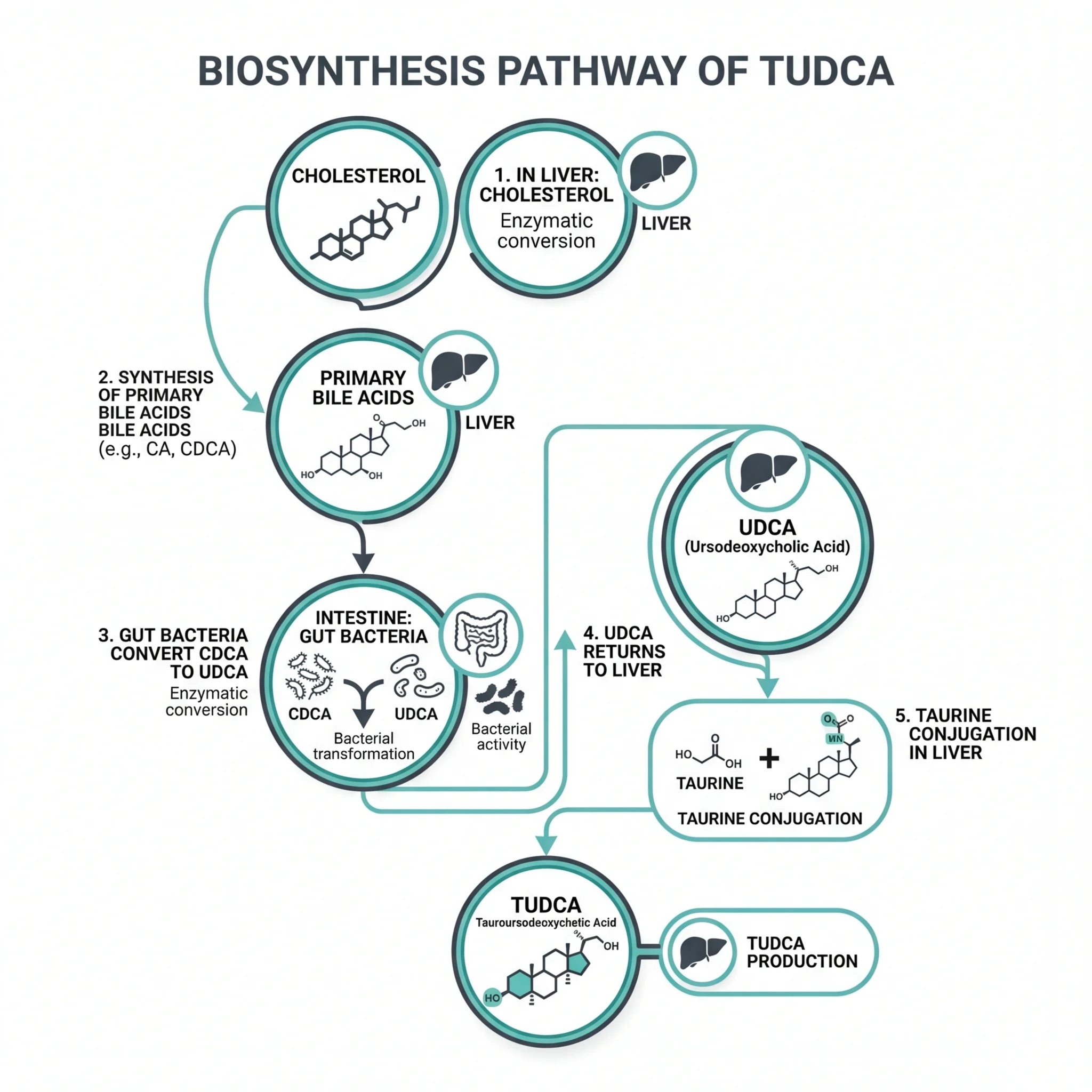 Diagram showing the biosynthesis pathway from cholesterol to TUDCA through liver and gut bacteria