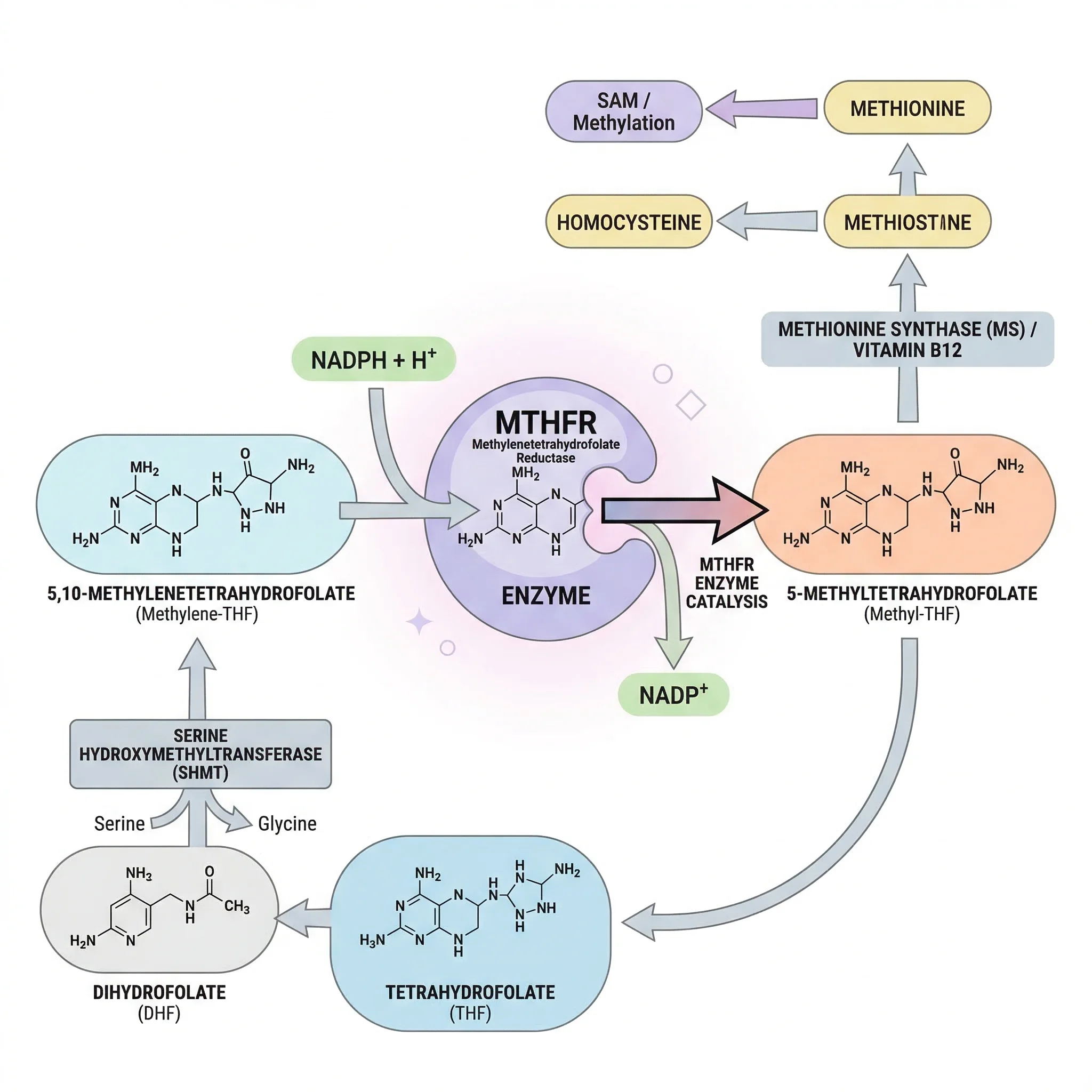 Infographic showing the MTHFR enzyme converting methylenetetrahydrofolate to methyltetrahydrofolate in the folate cycle