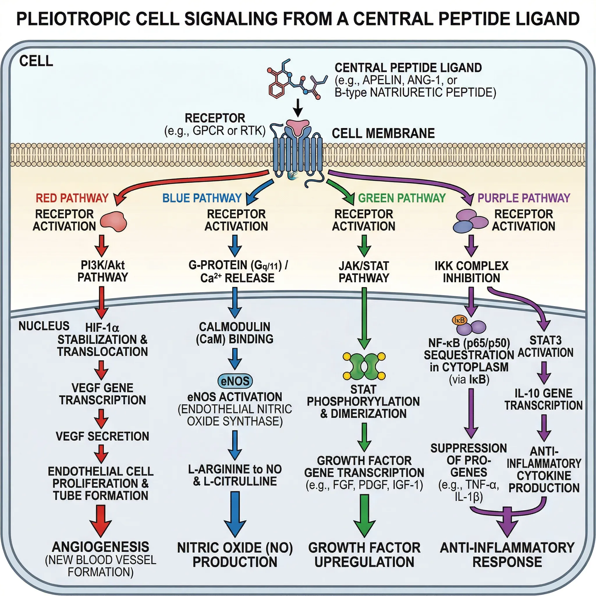 Diagram showing the cellular signaling pathways activated by BPC-157 peptide