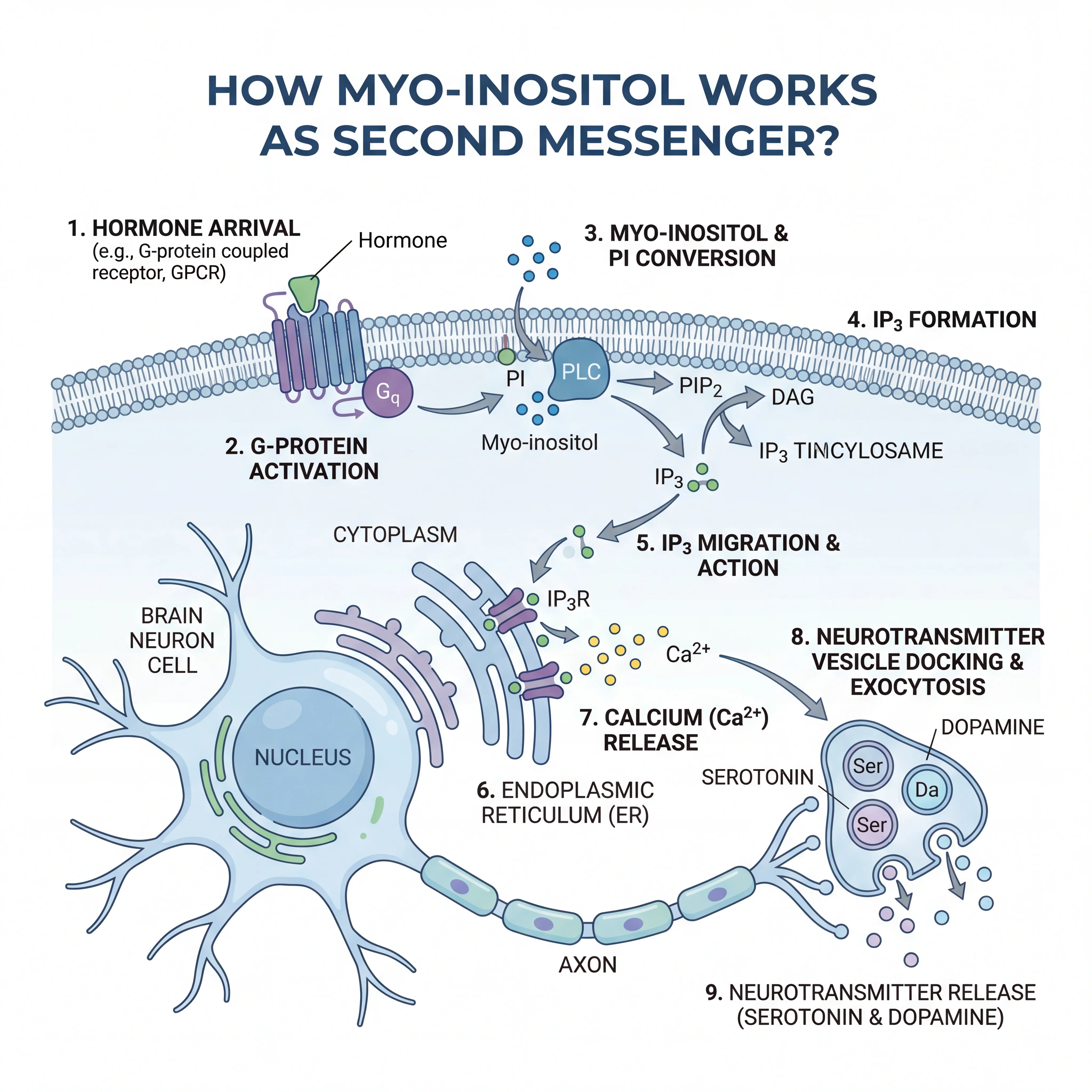 Illustrated diagram showing myo-inositol acting as a second messenger inside a neuron with serotonin and dopamine pathways highlighted