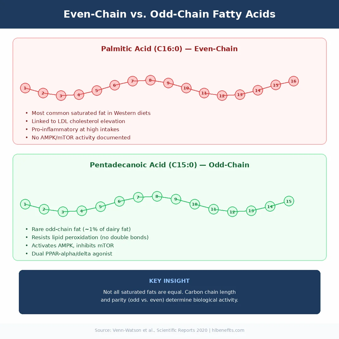 Infographic showing the molecular structure of pentadecanoic acid compared to common even-chain fatty acids with carbon chain lengths highlighted