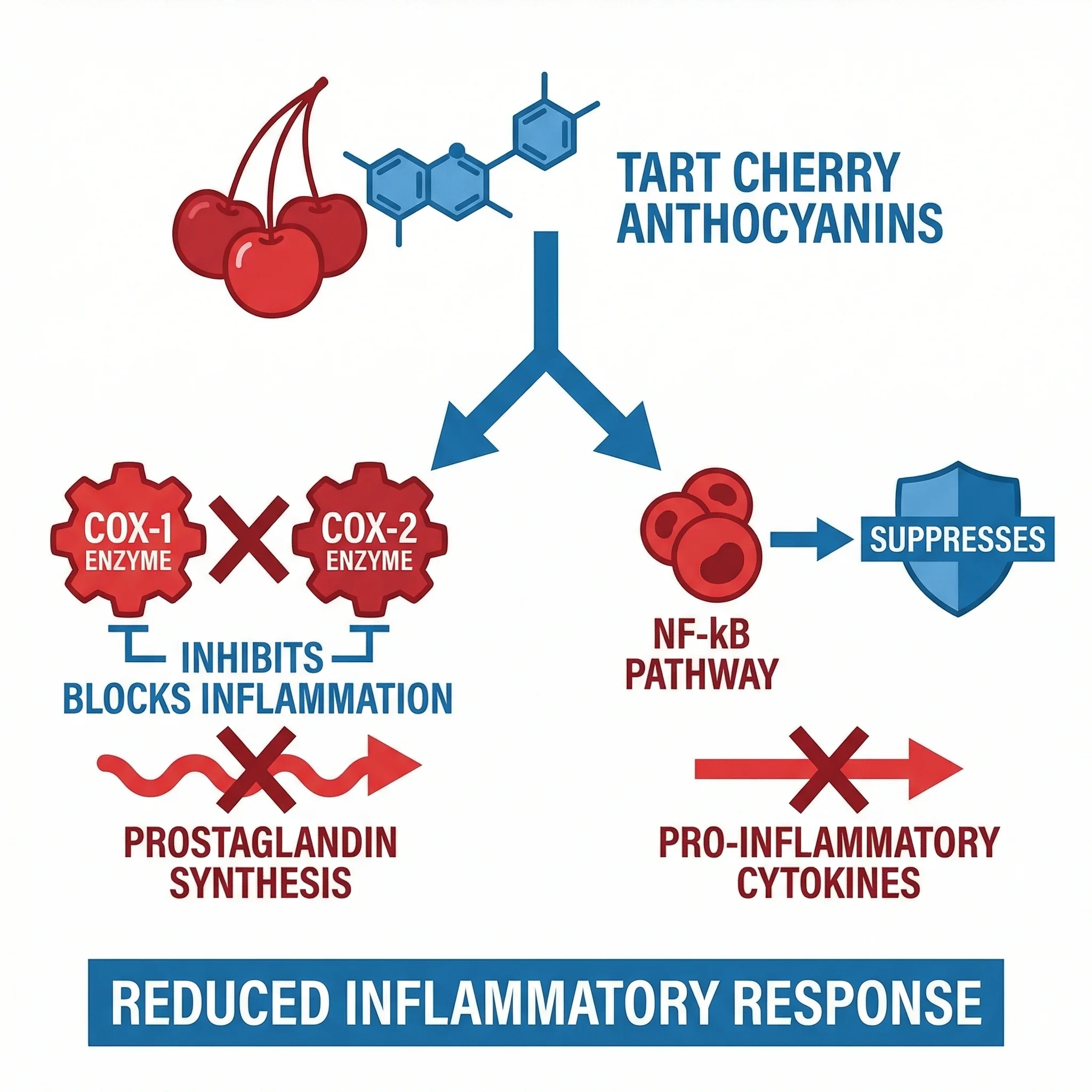 Infographic showing how tart cherry anthocyanins block COX enzymes and NF-kB inflammatory pathways