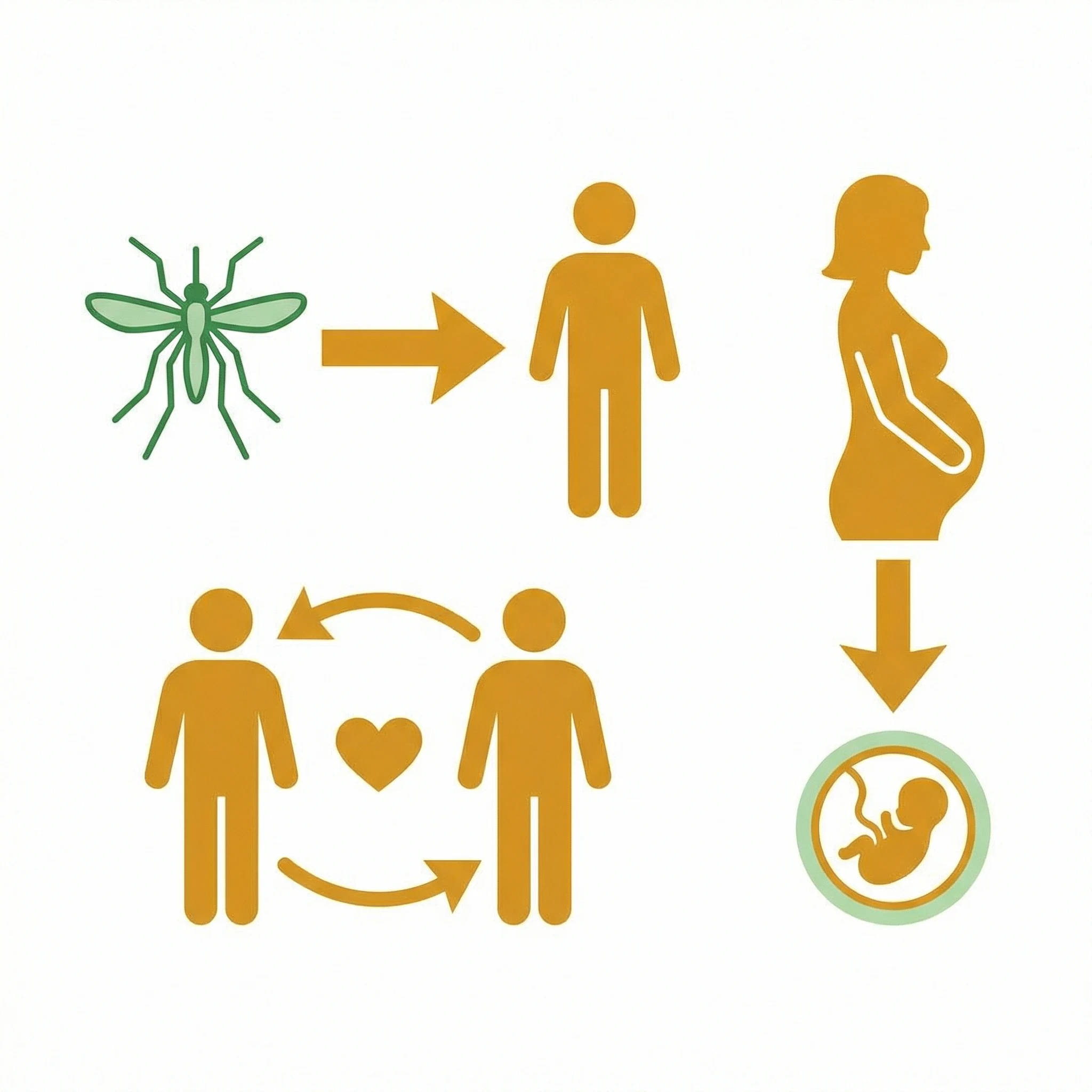 Infographic-style visual showing mosquito, sexual, and pregnancy transmission pathways for Zika.