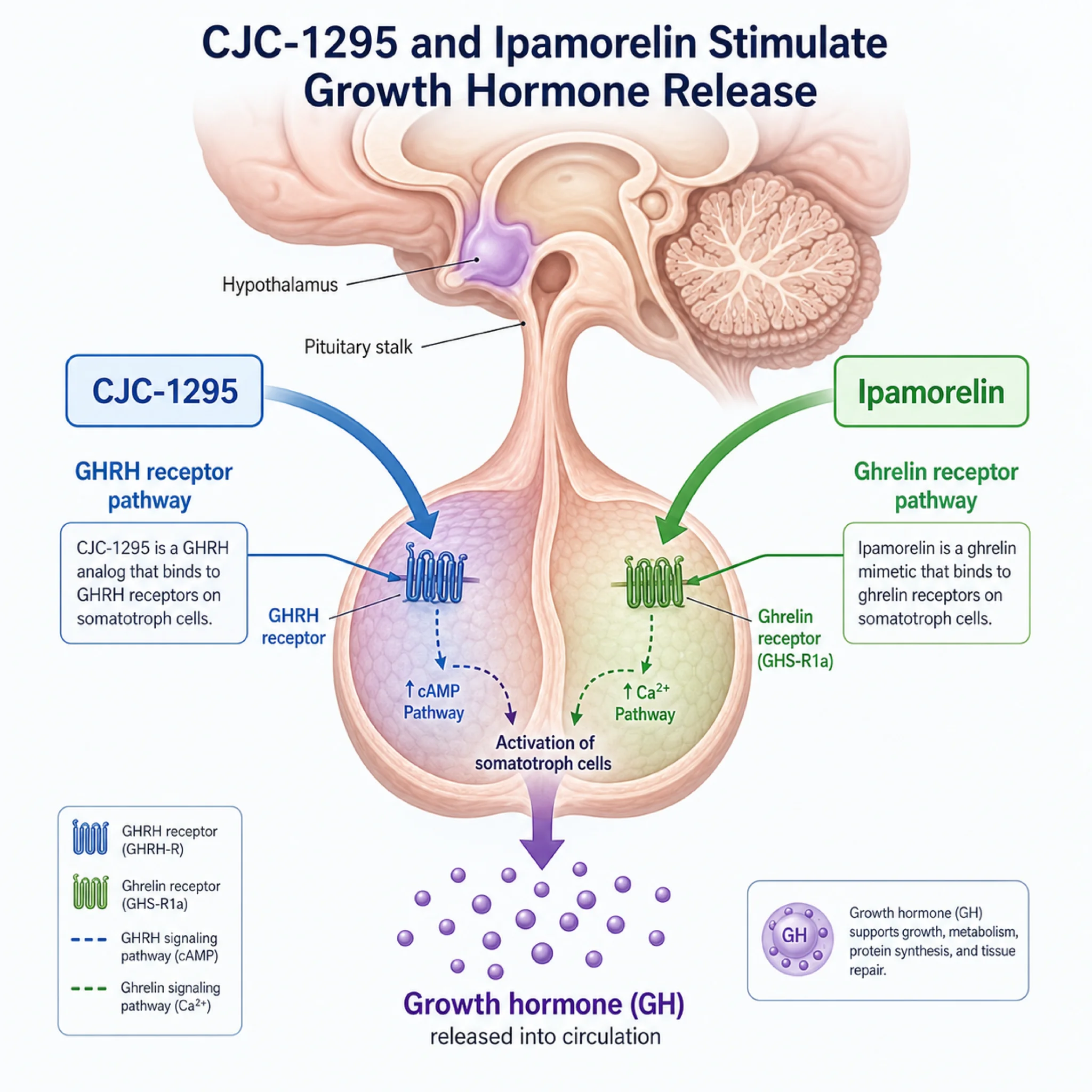 Medical illustration of CJC-1295 and Ipamorelin stimulating growth hormone release through dual receptor pathways