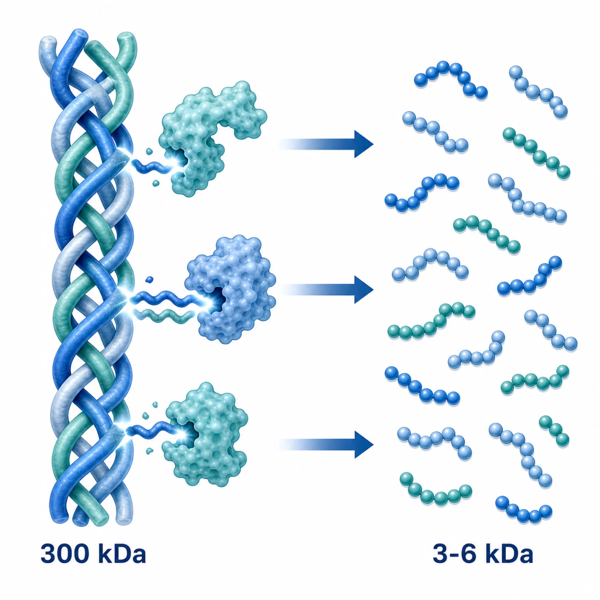 Diagram showing how enzymatic hydrolysis breaks large collagen molecules into small peptides that dissolve more easily