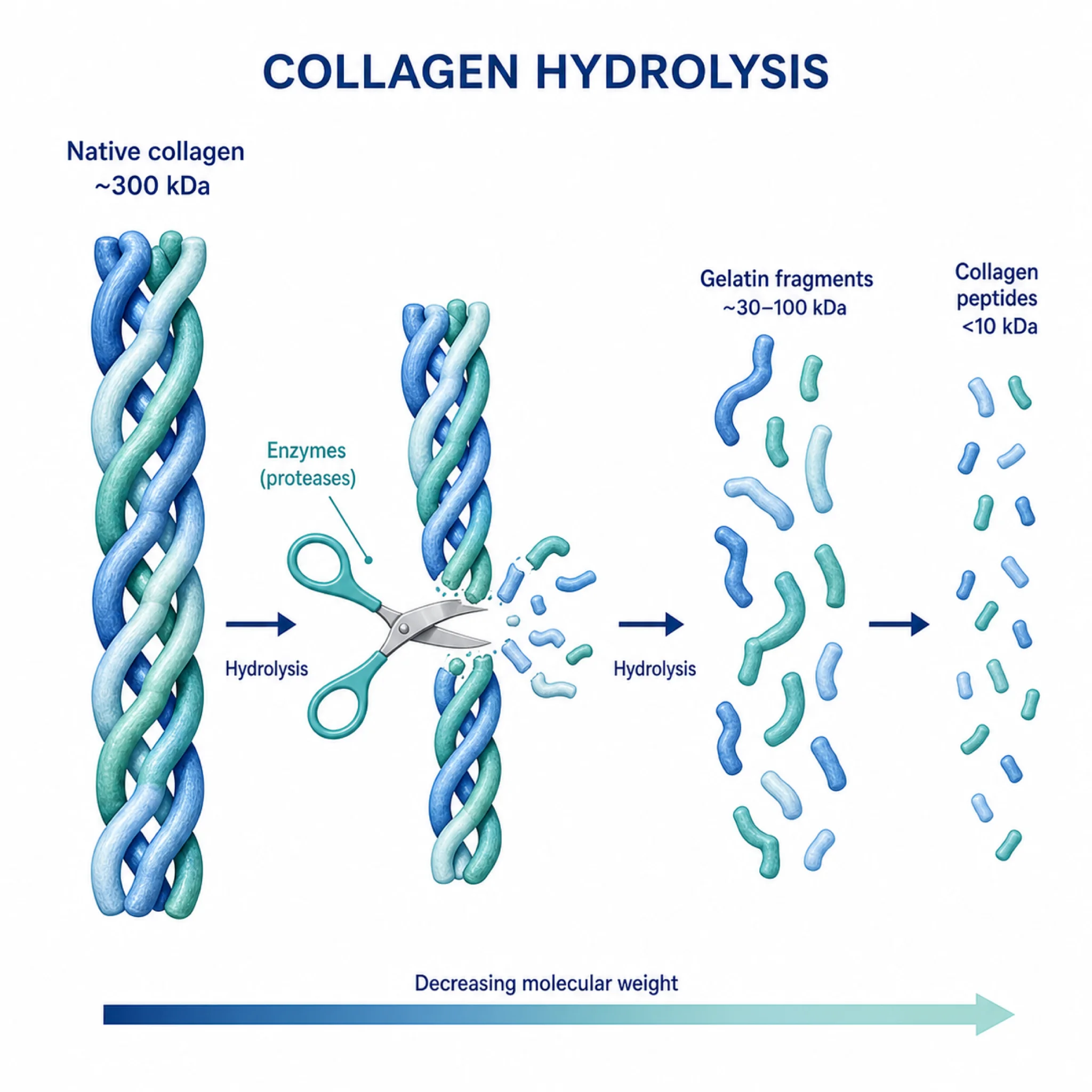 Illustration of collagen hydrolysis breaking large collagen molecules into small absorbable peptides