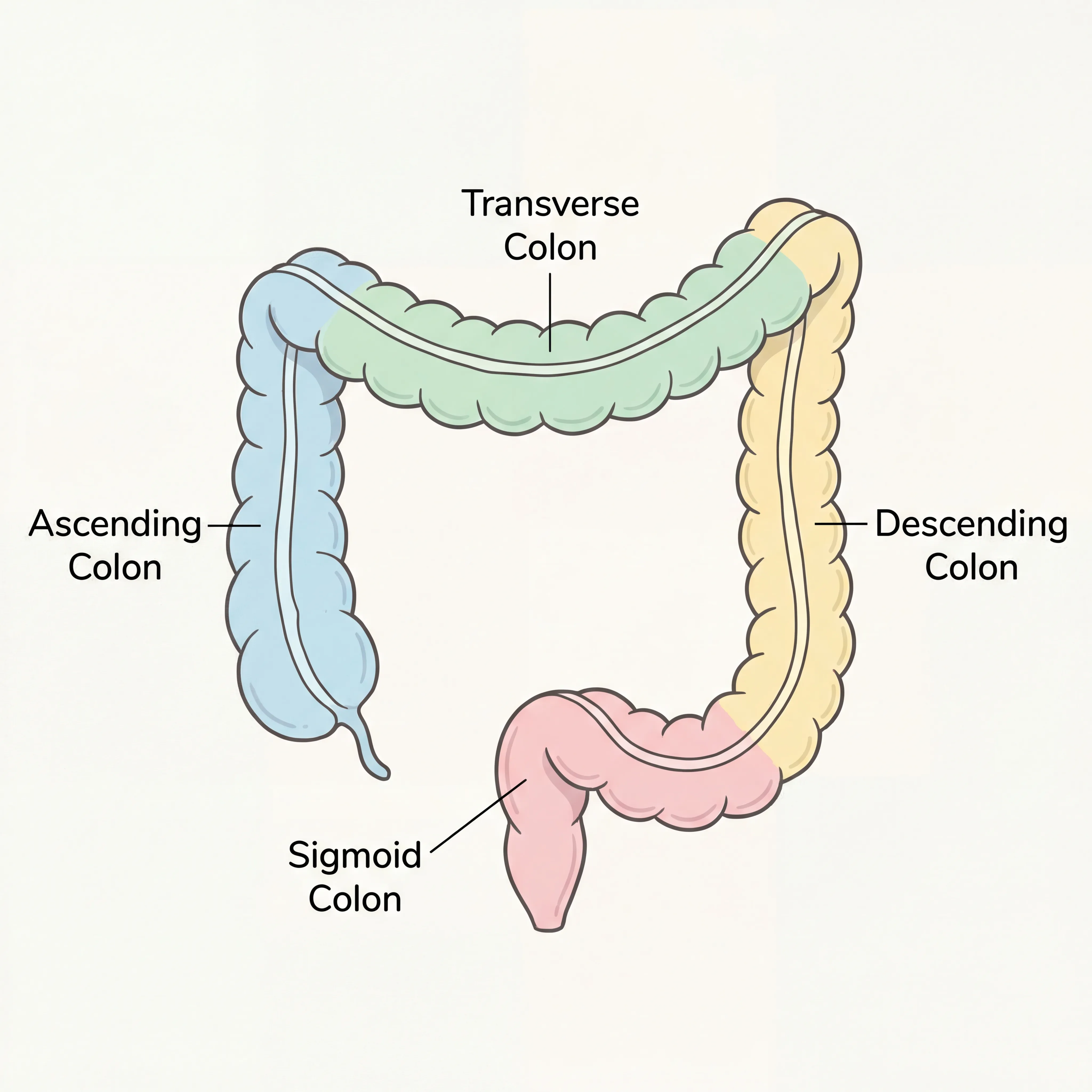 Illustrated diagram of the four sections of the human colon showing ascending, transverse, descending, and sigmoid regions