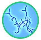 Bifidobacterium_lactis_145x140px