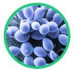 Saccharomyces_boulardi_145x140px