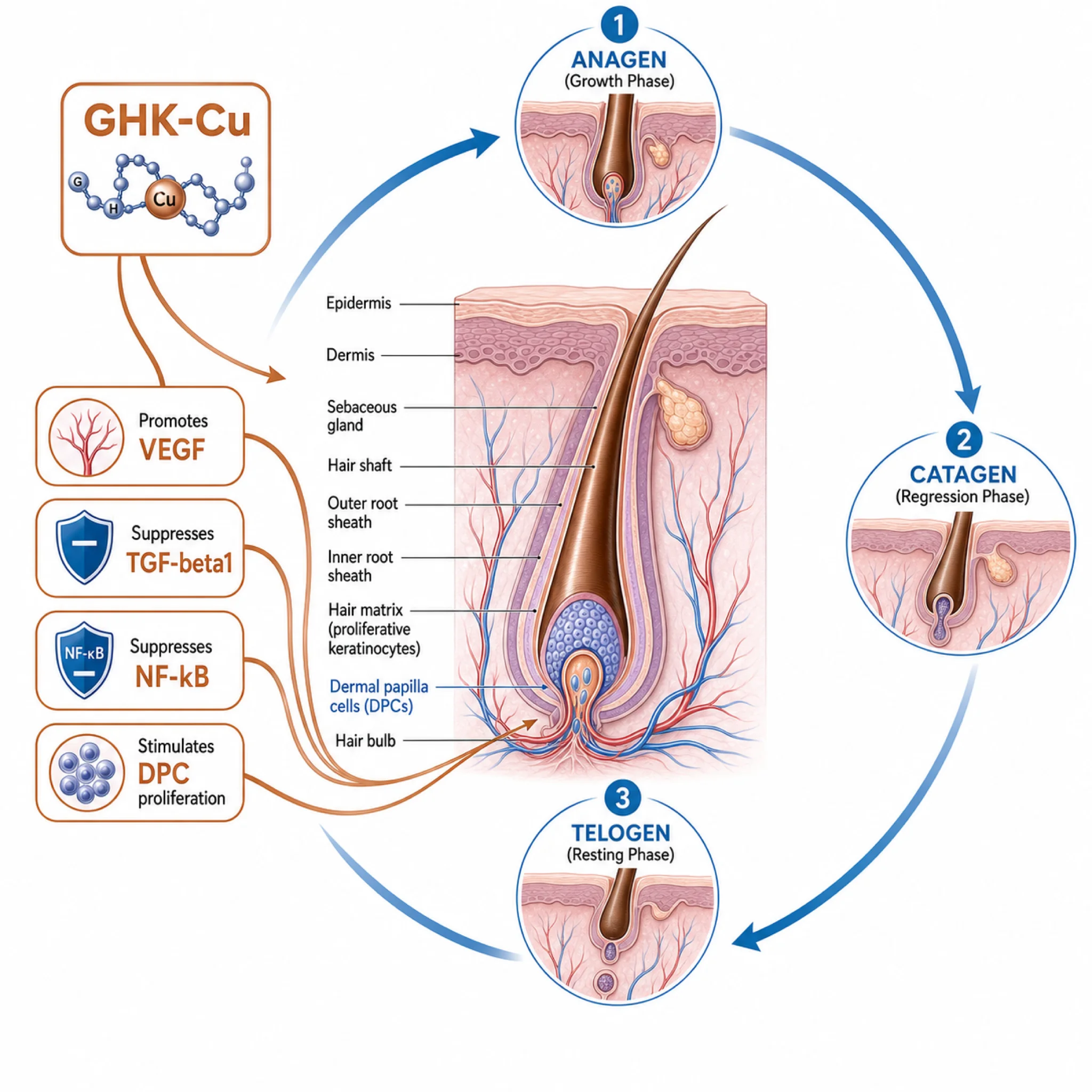 Hair follicle cycle infographic showing how GHK-Cu affects dermal papilla signaling and follicle phase transitions