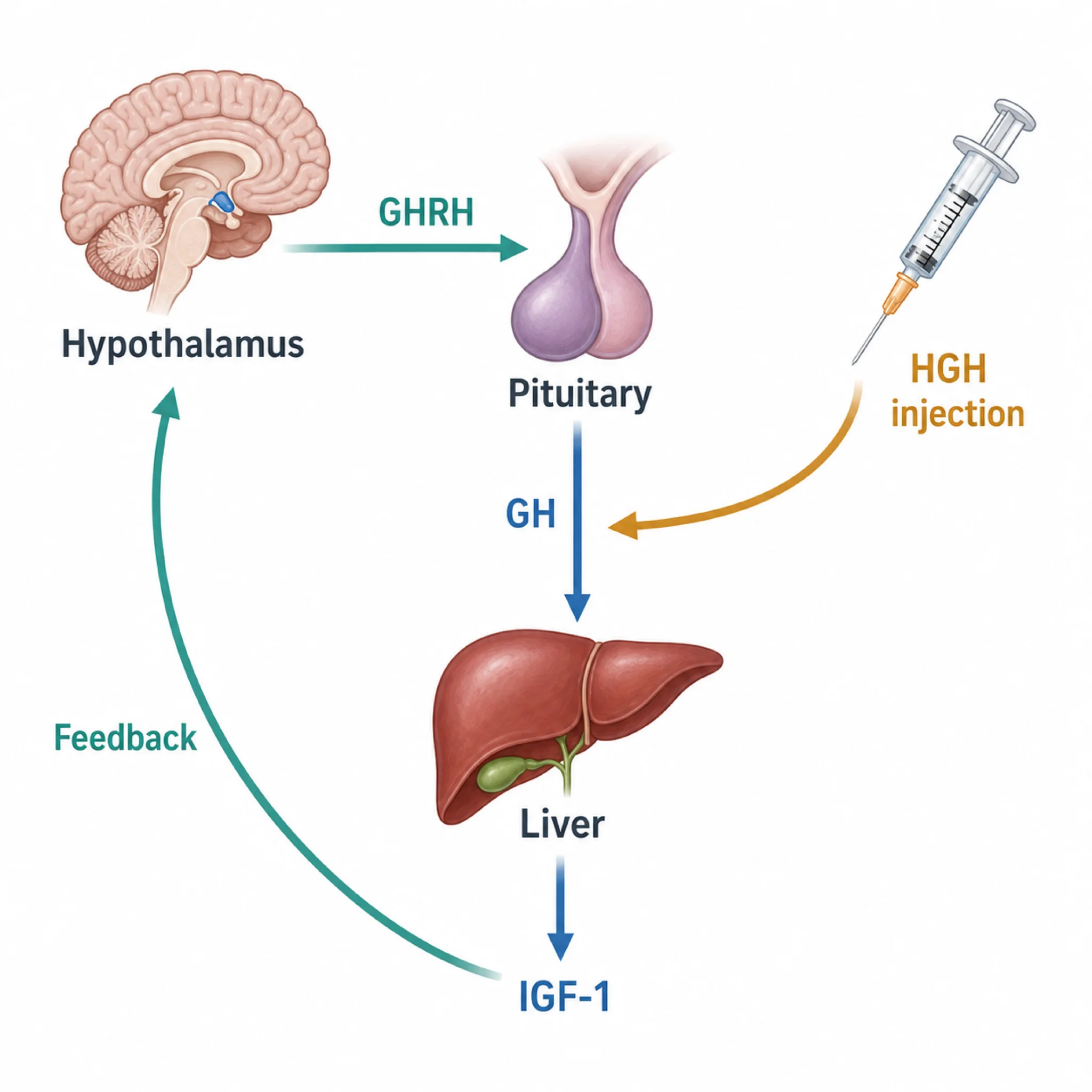 Infographic of the growth hormone and IGF-1 feedback loop