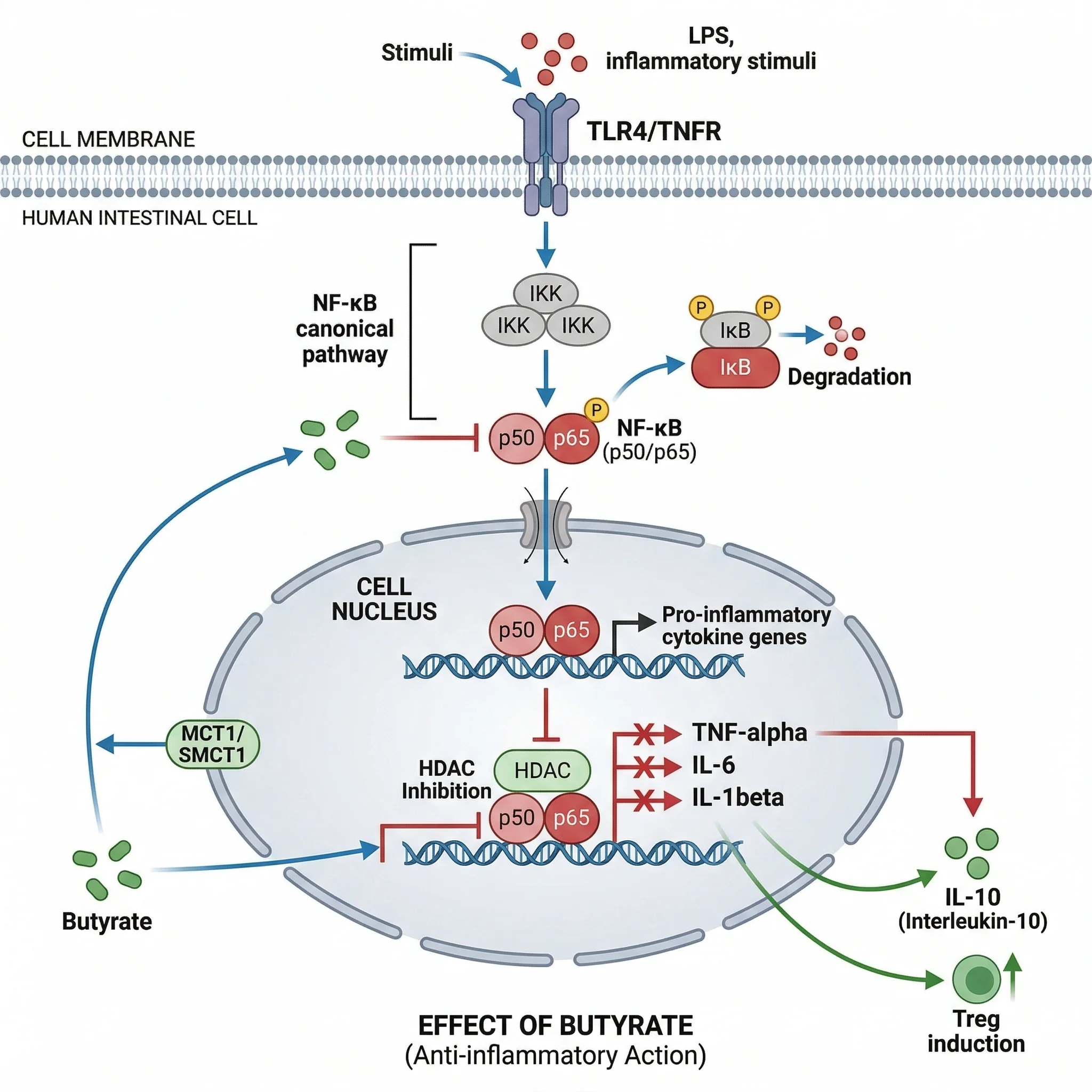 Simplified pathway diagram showing butyrate blocking NF-kB activation and reducing pro-inflammatory cytokine production