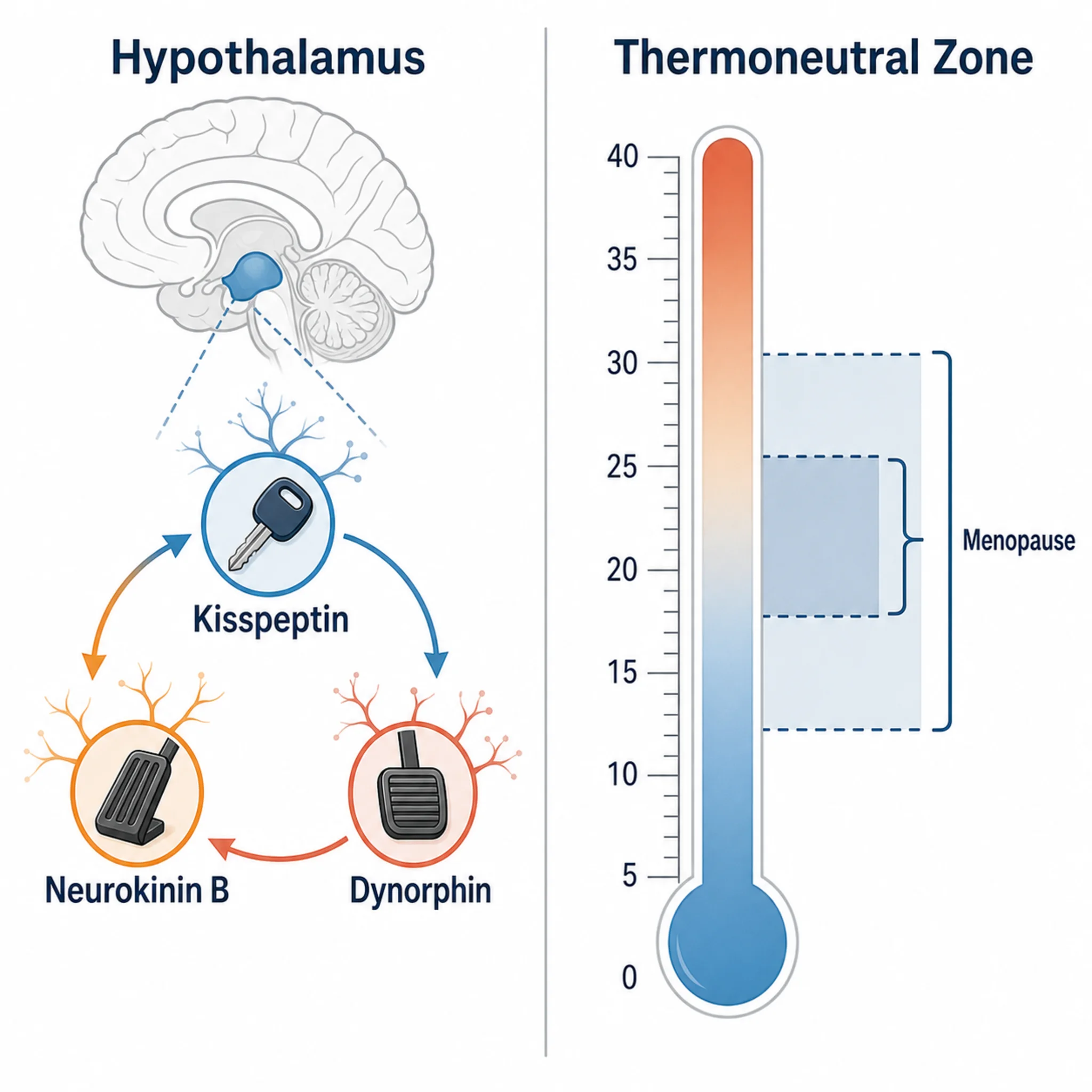 Infographic showing how the three KNDy neuropeptides work together and how the thermoneutral zone narrows during menopause