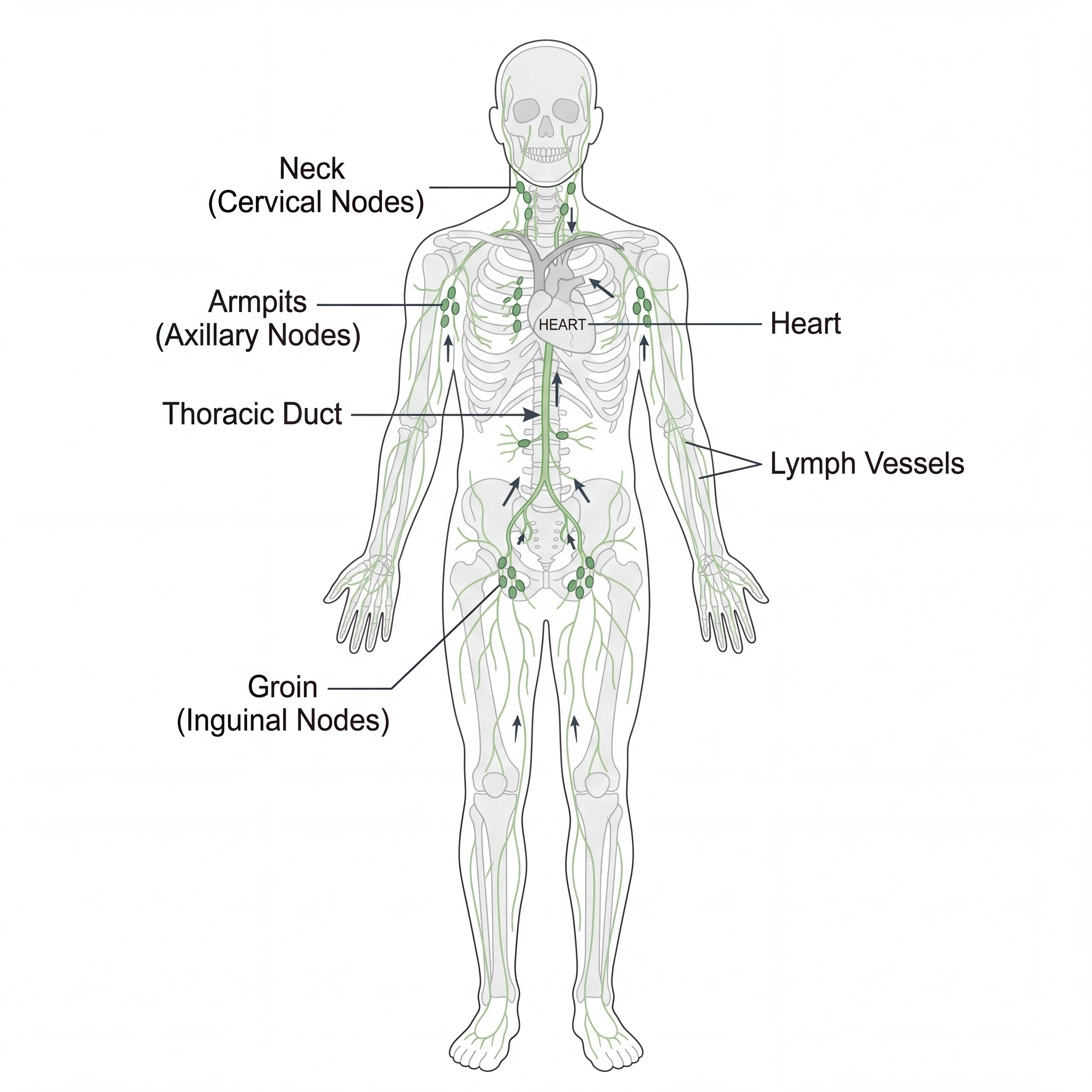 Infographic showing the lymphatic system pathways with nodes, vessels, and ducts labeled throughout the human body