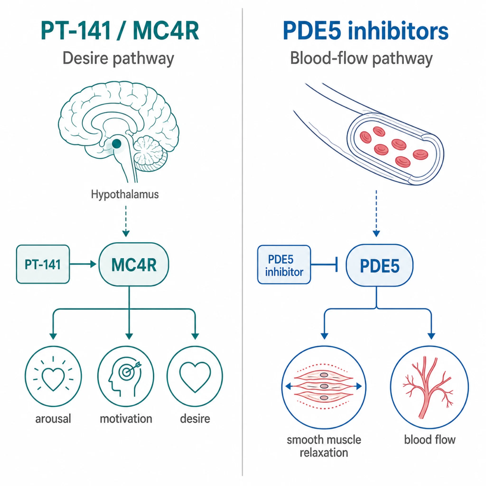 Side-by-side mechanism diagram showing Sildenafil acts peripherally via PDE5 inhibition on genital blood flow, while bremelanotide acts centrally via MC4R activation in the hypothalamus to trigger dopamine release