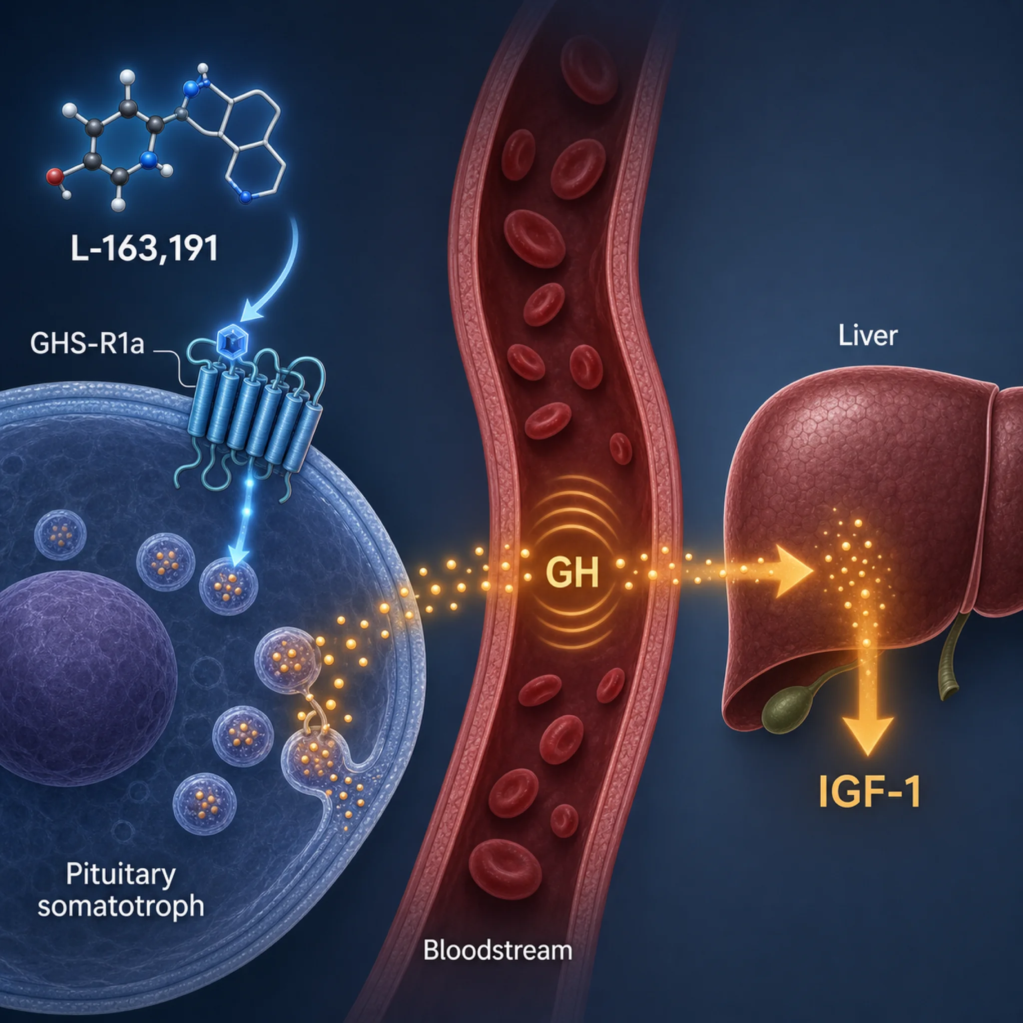 Diagram showing MK-677 binding the GHS-R1a ghrelin receptor on a pituitary somatotroph cell, triggering growth hormone pulse and downstream IGF-1 production in the liver