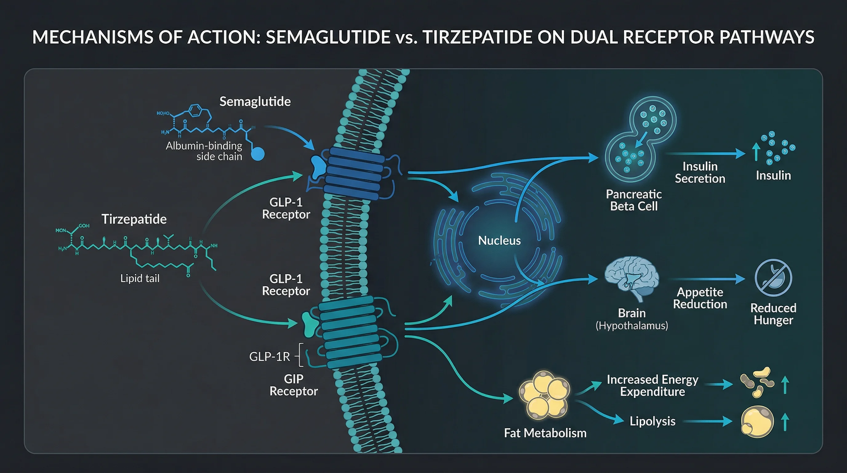Diagram comparing tirzepatide dual receptor binding to semaglutide single receptor binding and their downstream metabolic effects