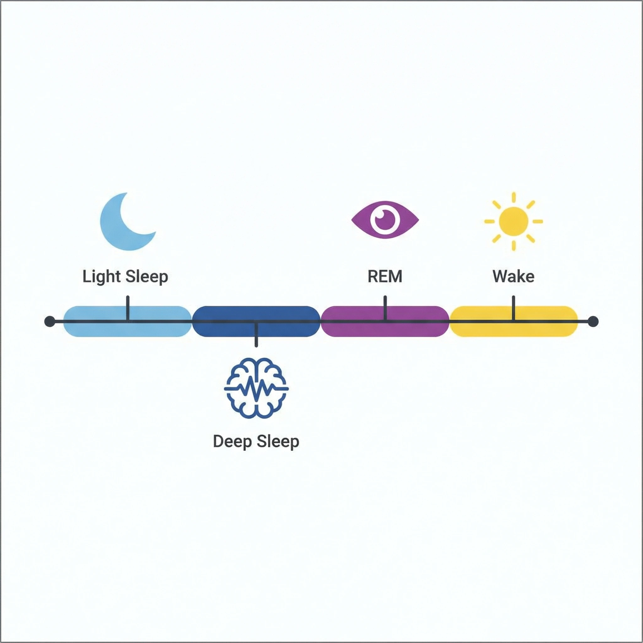 Infographic-style timeline showing repeating sleep stages across an overnight sleep period