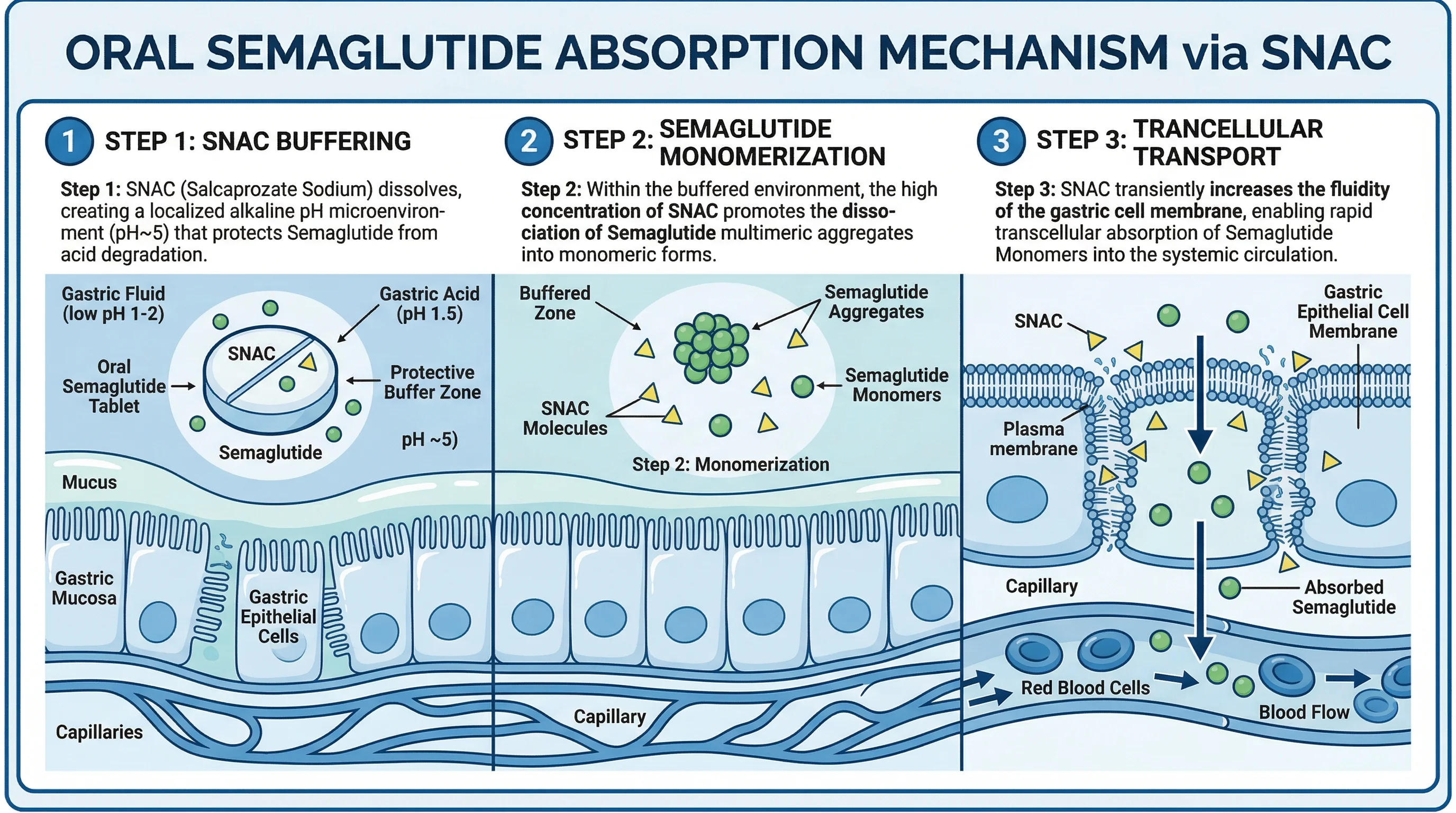 Infographic showing the three-step SNAC absorption mechanism for oral semaglutide in the stomach lining
