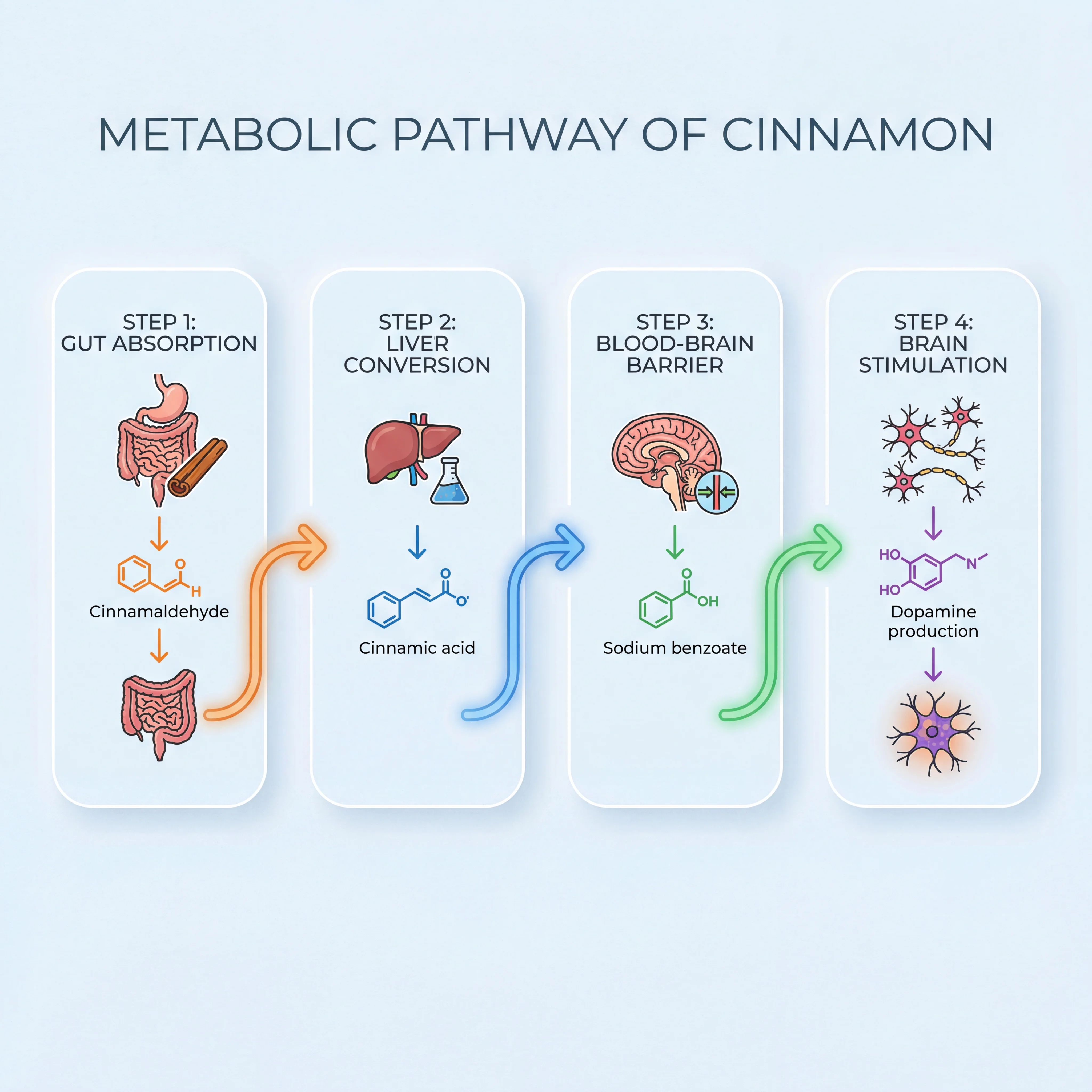Infographic showing the metabolic pathway from cinnamaldehyde through cinnamic acid to sodium benzoate in the liver and its transport to the brain