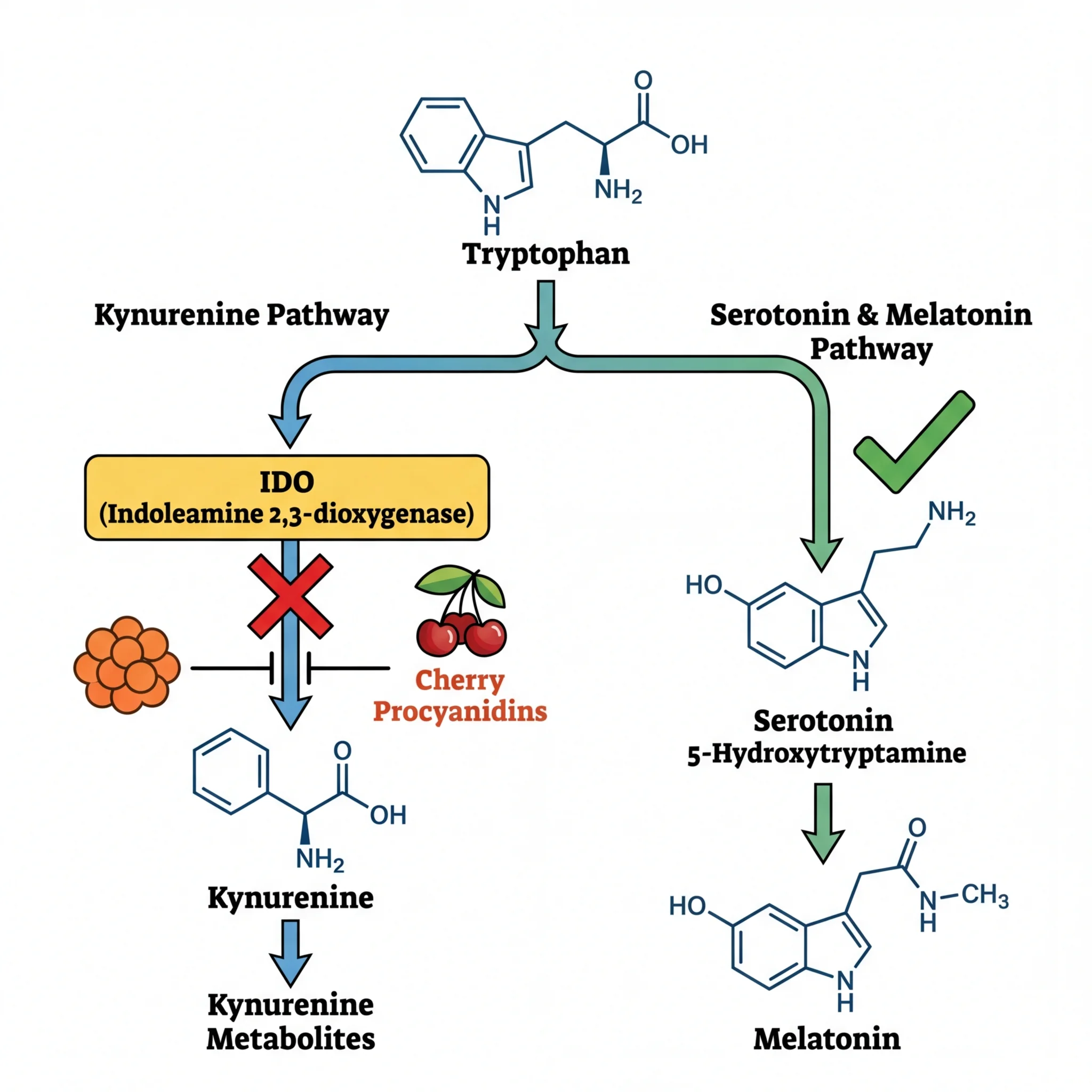 Diagram showing how tart cherry procyanidins block IDO enzyme to preserve tryptophan for serotonin and melatonin production