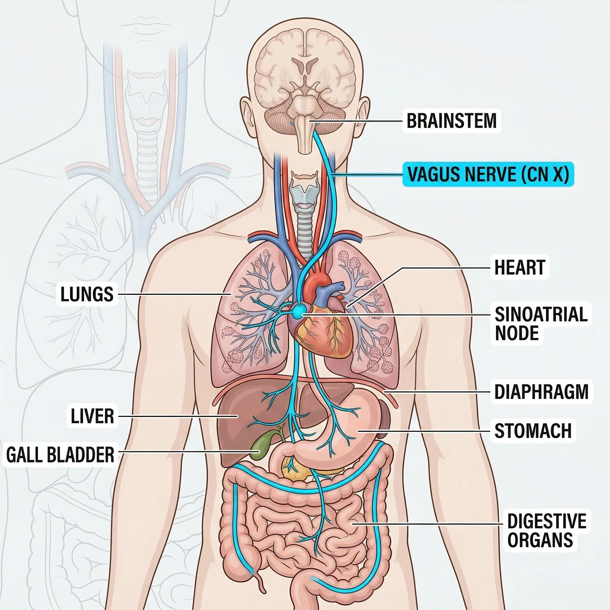 Diagram of vagus nerve traveling from brainstem through neck to heart lungs and digestive organs